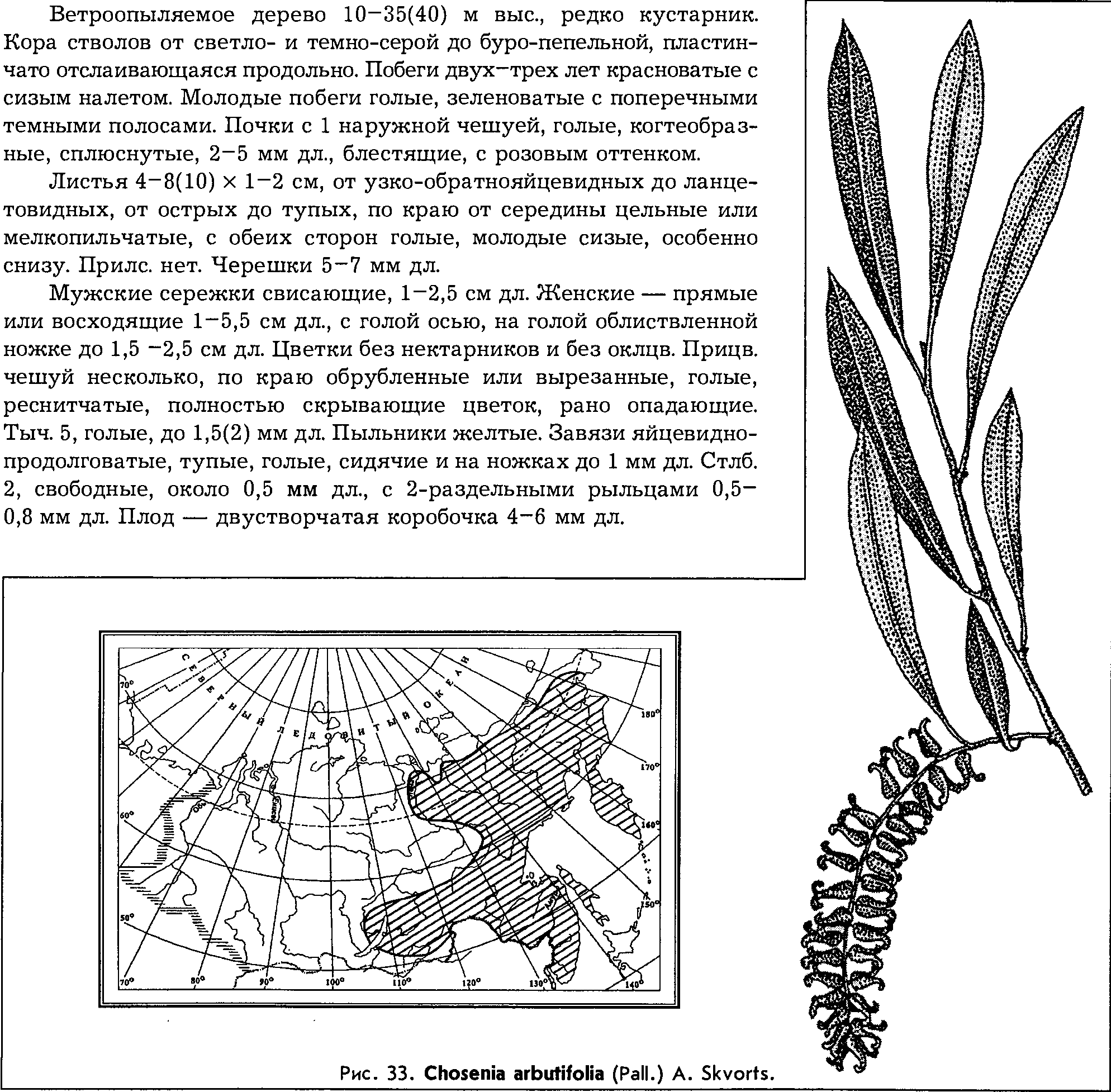 Chosenia arbutifolia (Pall.) A.K. Skvortsov — Кореянка земляничниколистная, или чозения Salix-10