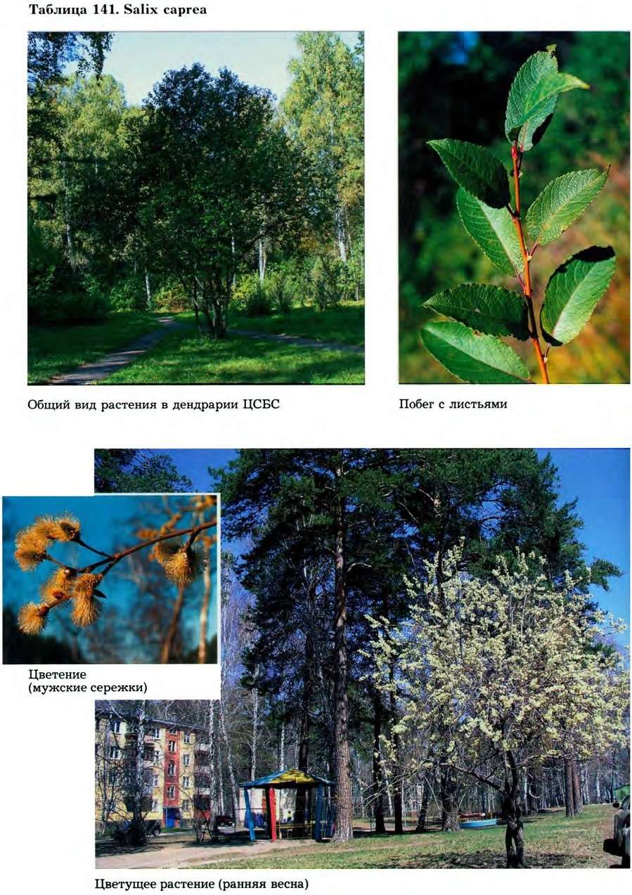 Salix caprea L. — Ива козья, бредина, ракита (Ш) Salix-11