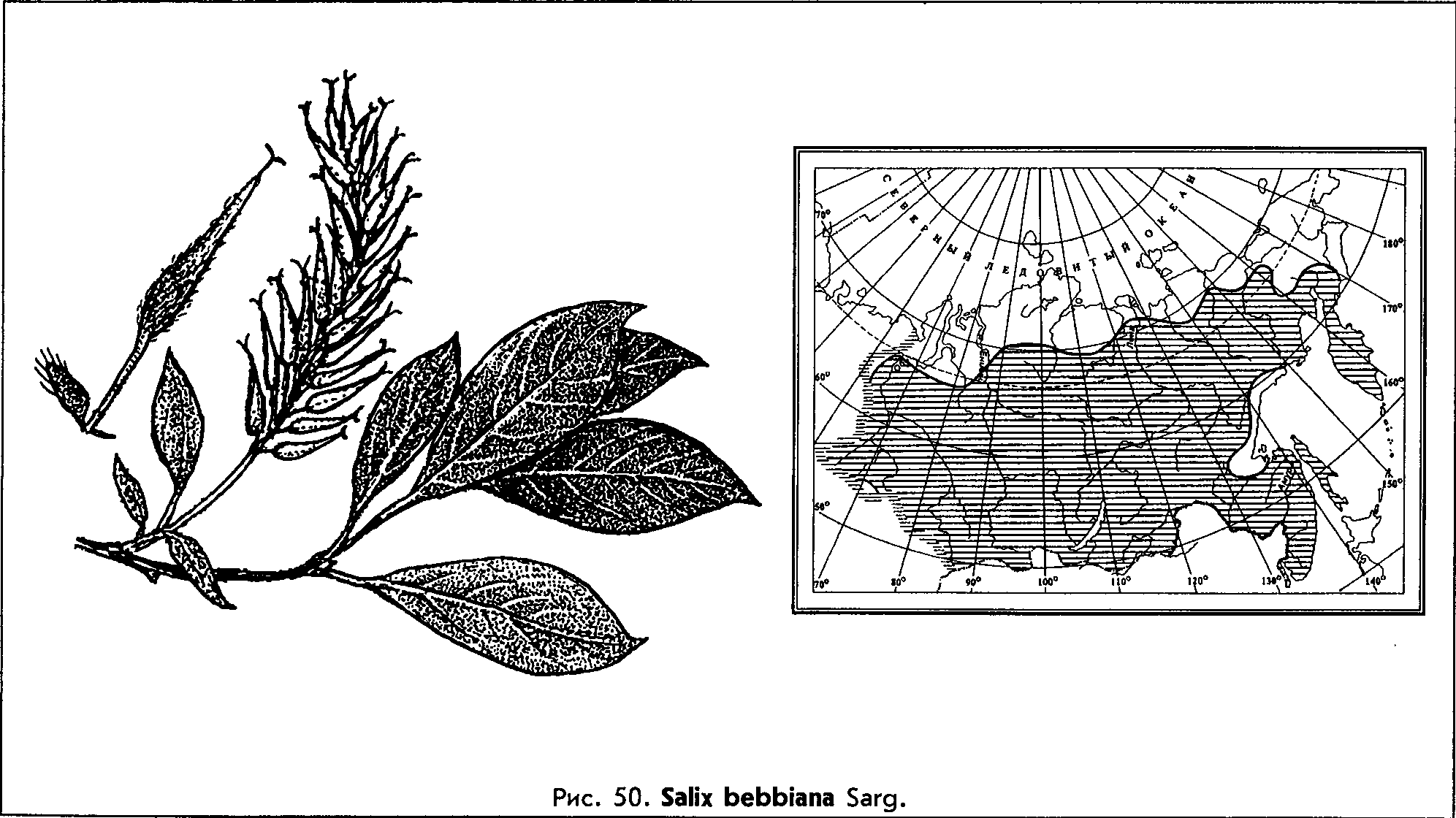 Salix bebbiana Sarg. — Ива Бебба Salix-12