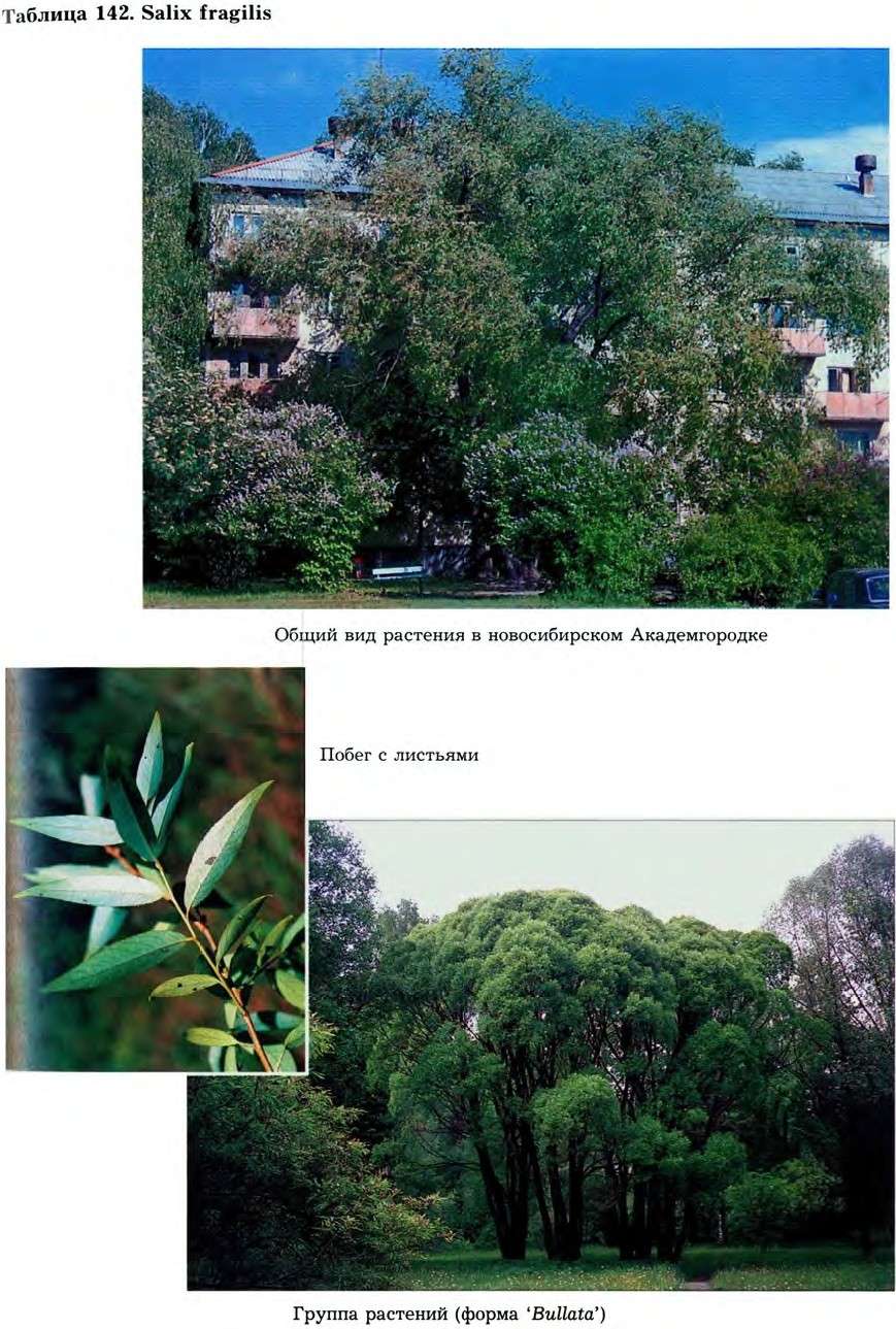 Salix fragilis L. — Ива ломкая (Ш) Salix-13