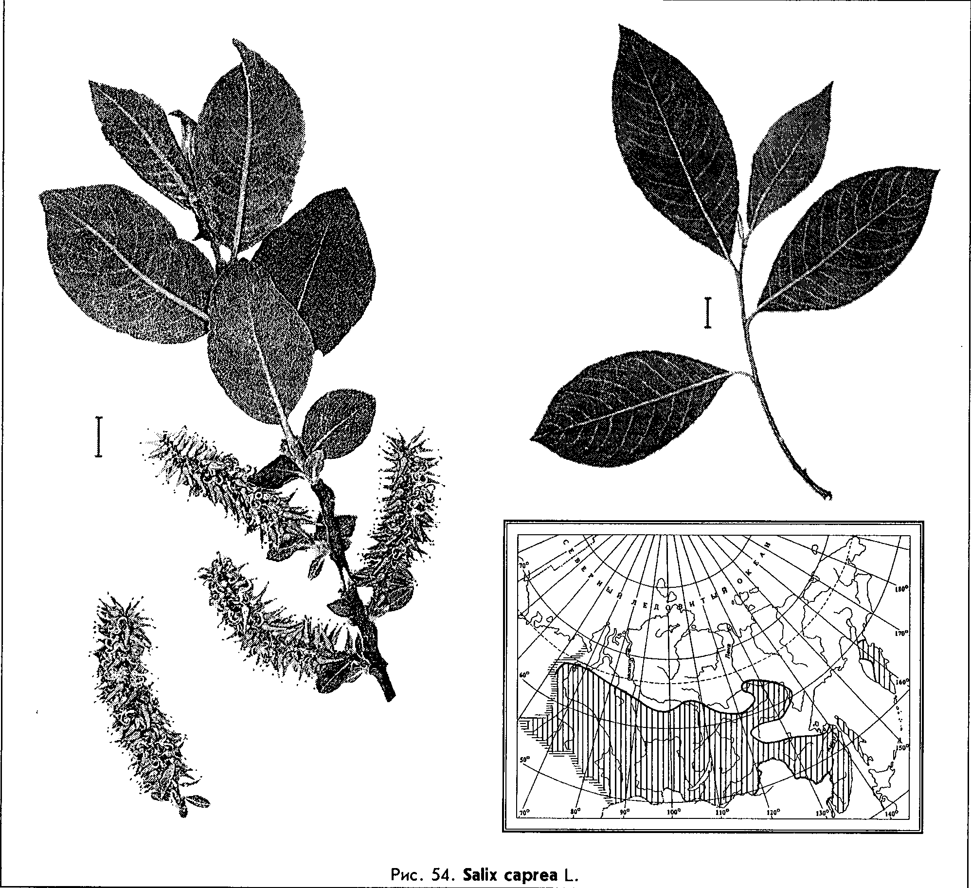 Salix caprea L. — Ива козья, бредина, ракита (Ш) Salix-13