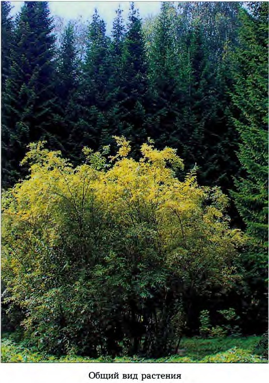 Salix gracilistyla Miq. — Ива тонкостолбиковая (О) Salix-14