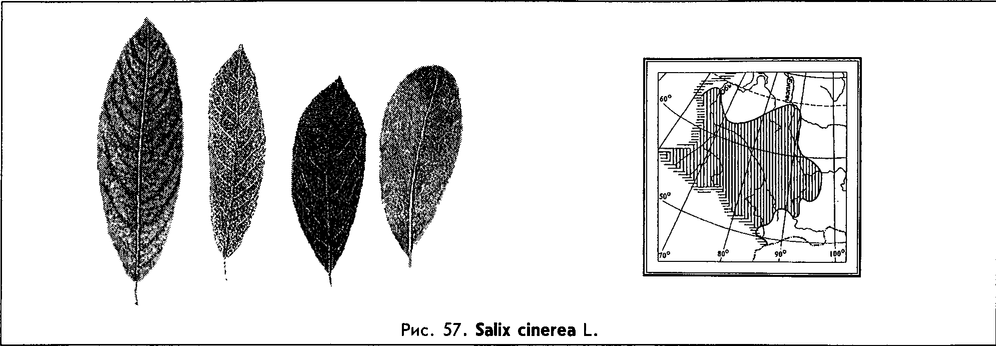 Salix cinerea L. — Ива серая, пепельная, чернолоз (Ш) Salix-14