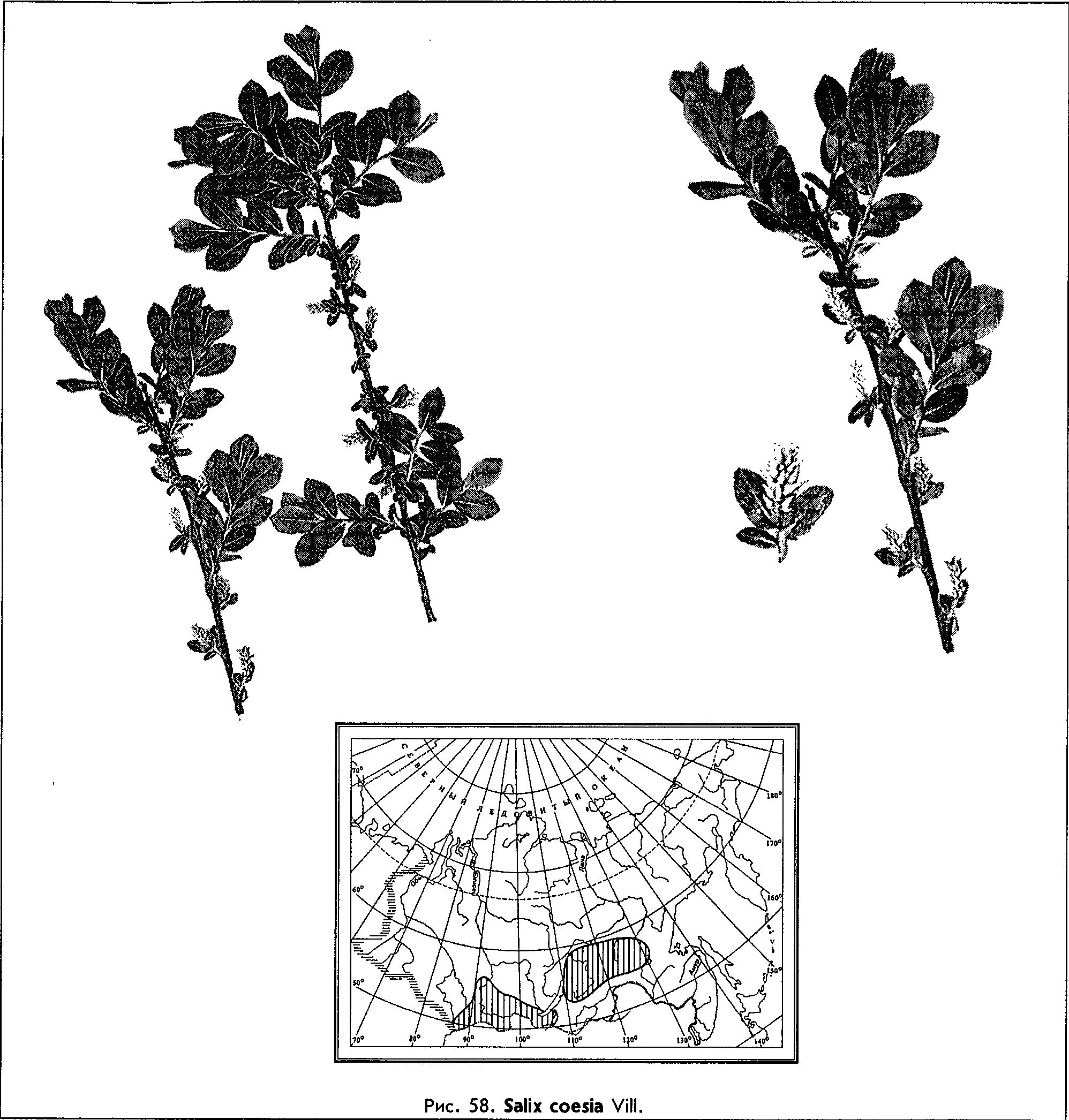 Salix coesia Vill. — Ива сизоватая (О) Salix-15