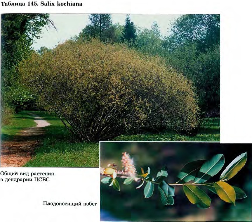 Salix kochiana Trautv. — Ива Коха (Д) Salix-16