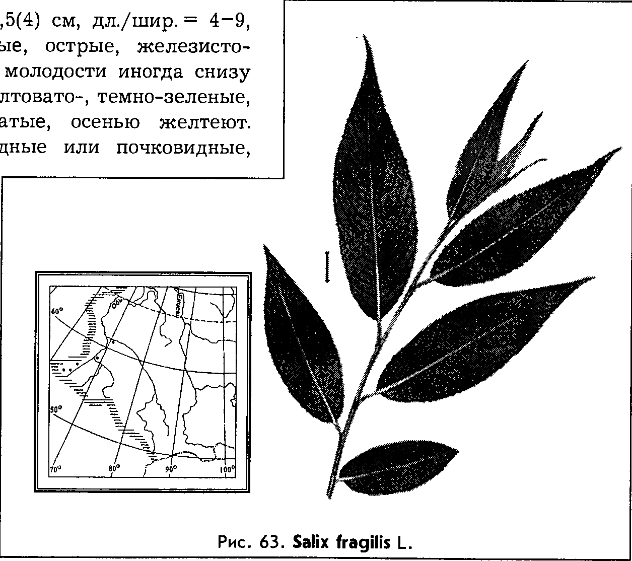 Salix fragilis L. — Ива ломкая (Ш) Salix-16