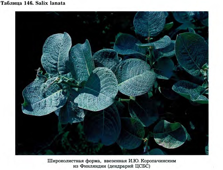 Salix lanata L. — Ива мохнатая (Д) Salix-17