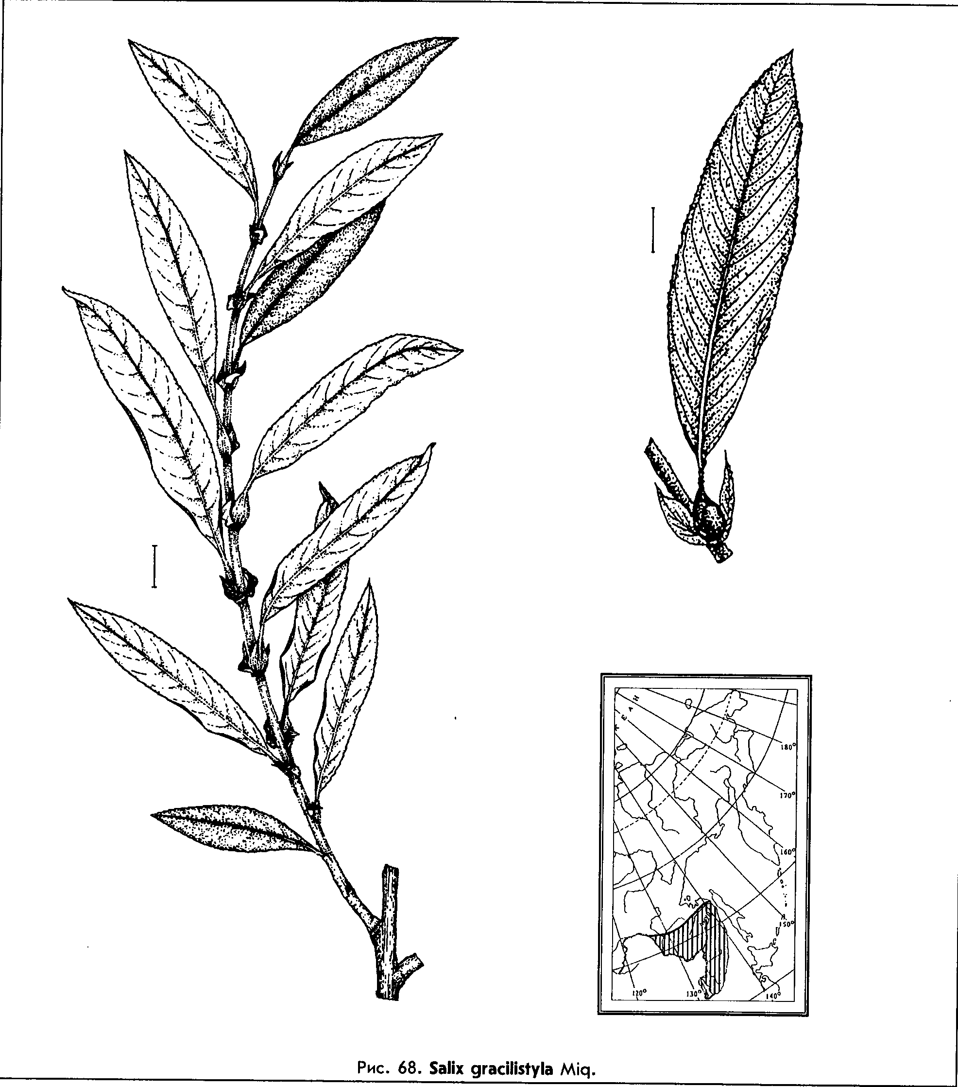Salix gracilistyla Miq. — Ива тонкостолбиковая (О) Salix-17