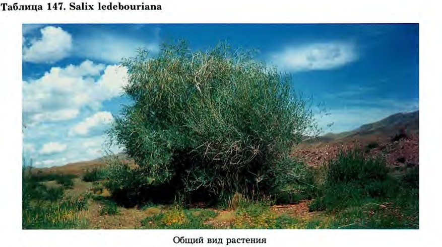 Salix ledebouriana Trautv. — Ива Ледебура (Ш) Salix-18
