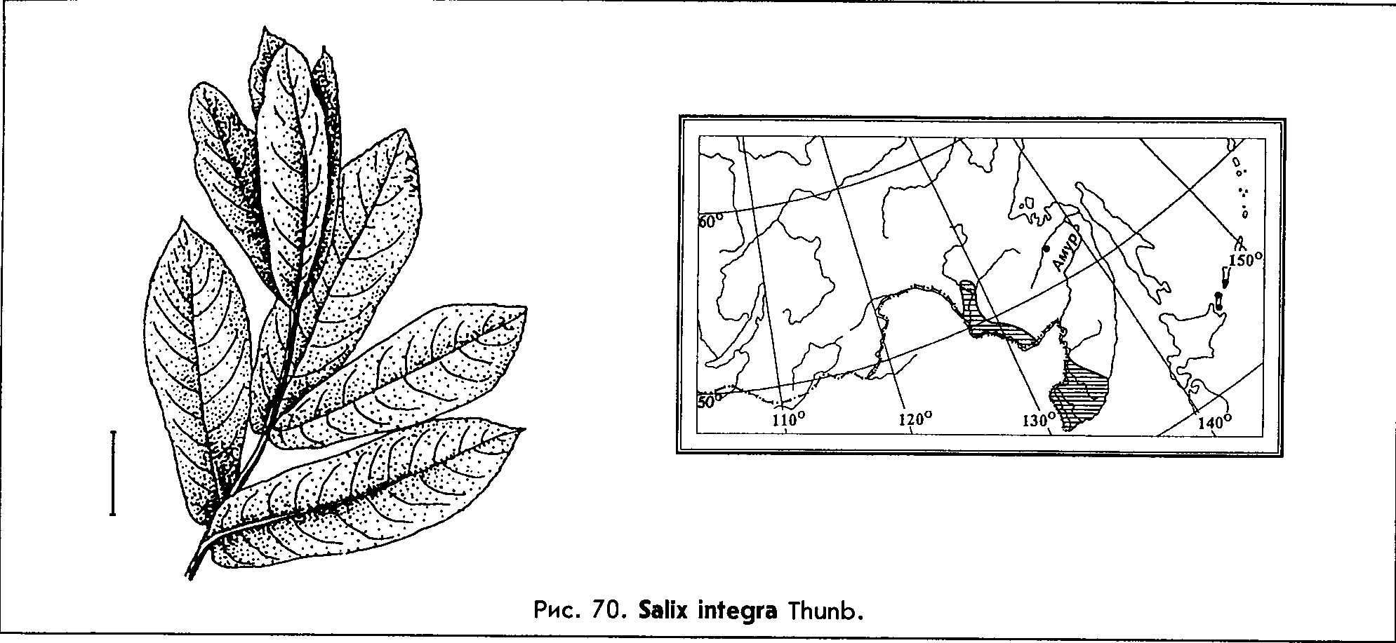 Salix integra Thunb. — Ива цельнолистная (Д) Salix-18