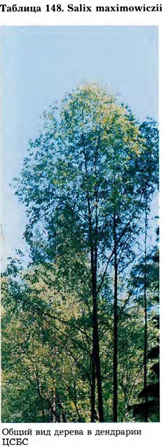Salix maximowiczii Kom. (Salix cardiophylla Trautv. et Mey.) — Ива Максимовича, сердцевиднолистная (Д) Salix-19