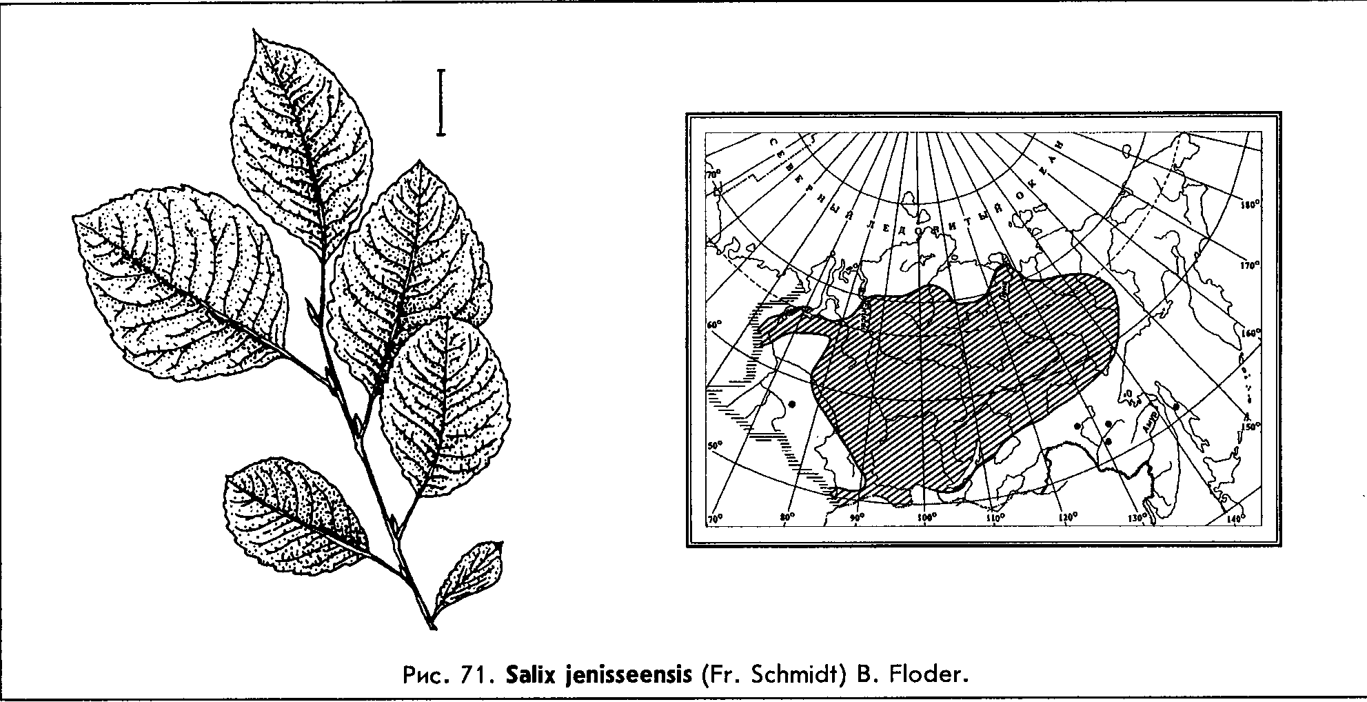 Salix jenisseensis (F. Schmidt) Flod. — Ива енисейская Salix-19