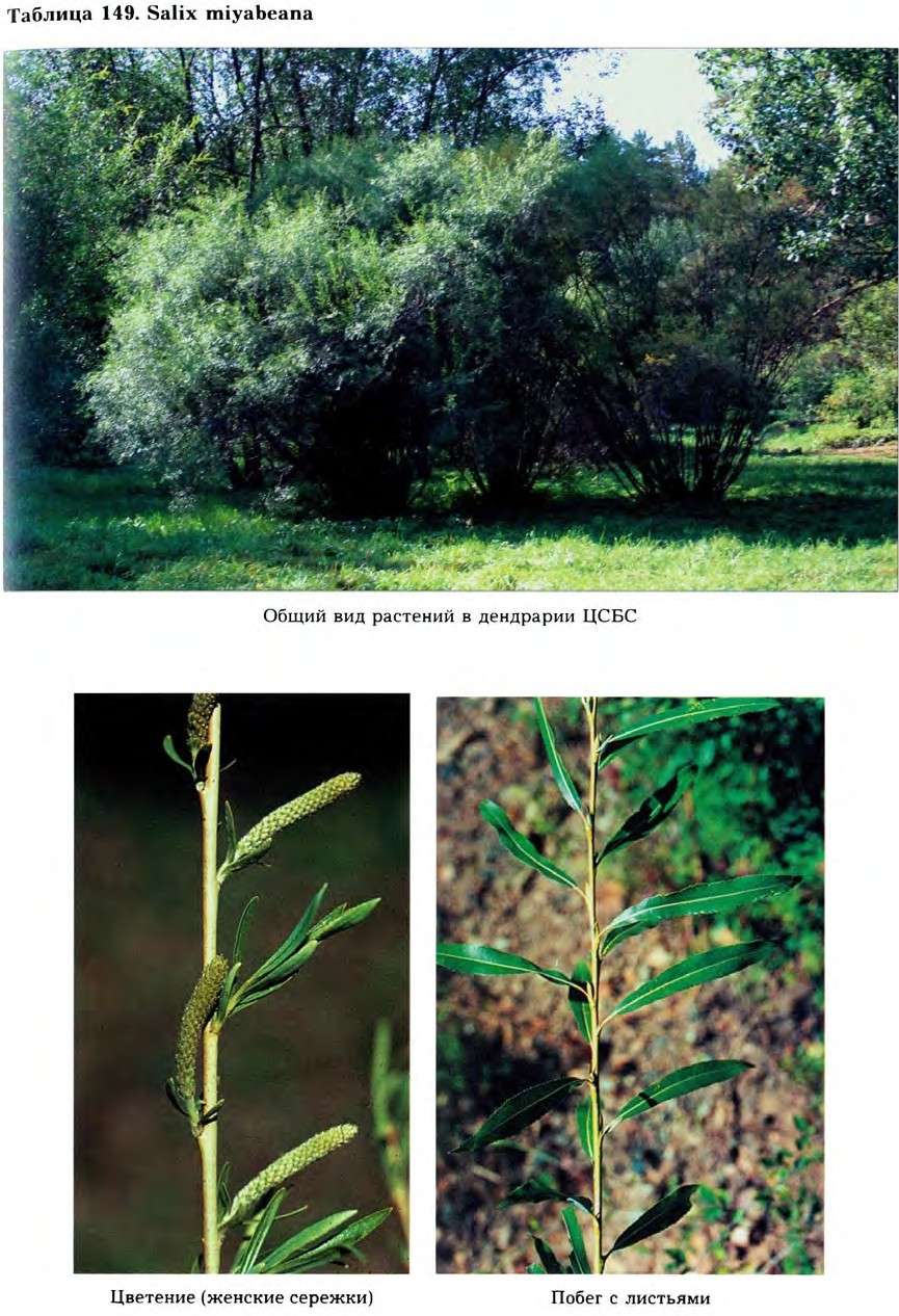 Salix miyabeana Seemen — Ива Мийабе (Ш) Salix-20