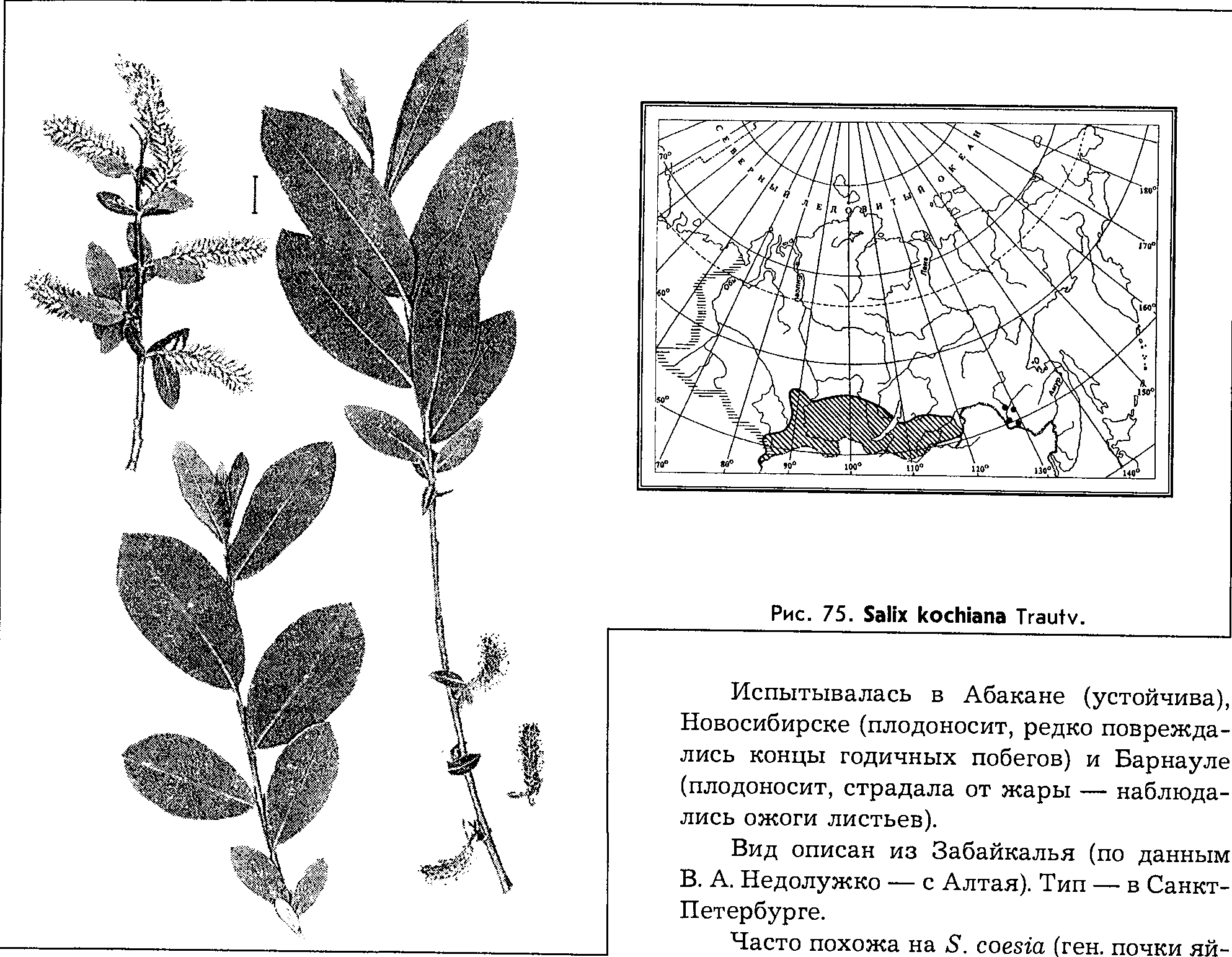 Salix kochiana Trautv. — Ива Коха (Д) Salix-20