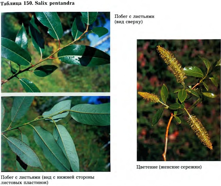 Salix pentandra L. — Ива пятитычинковая, чернотал, чернолоз (Ш) Salix-21