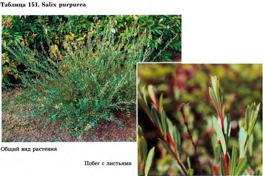 Salix purpurea L. — Ива пурпурная, краснотал, желтолозник (Д) Salix-22