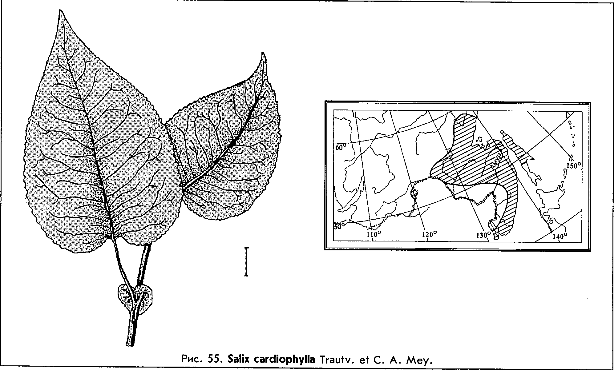 Salix maximowiczii Kom. (Salix cardiophylla Trautv. et Mey.) — Ива Максимовича, сердцевиднолистная (Д) Salix-22