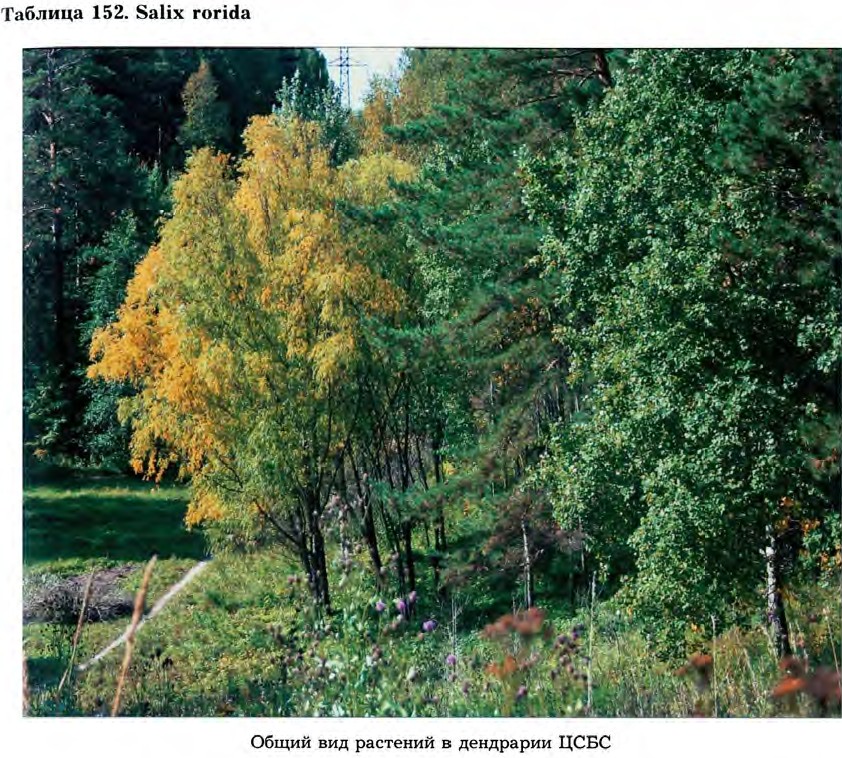 Salix rorida Laksch. — Ива росистая (Ш) Salix-23