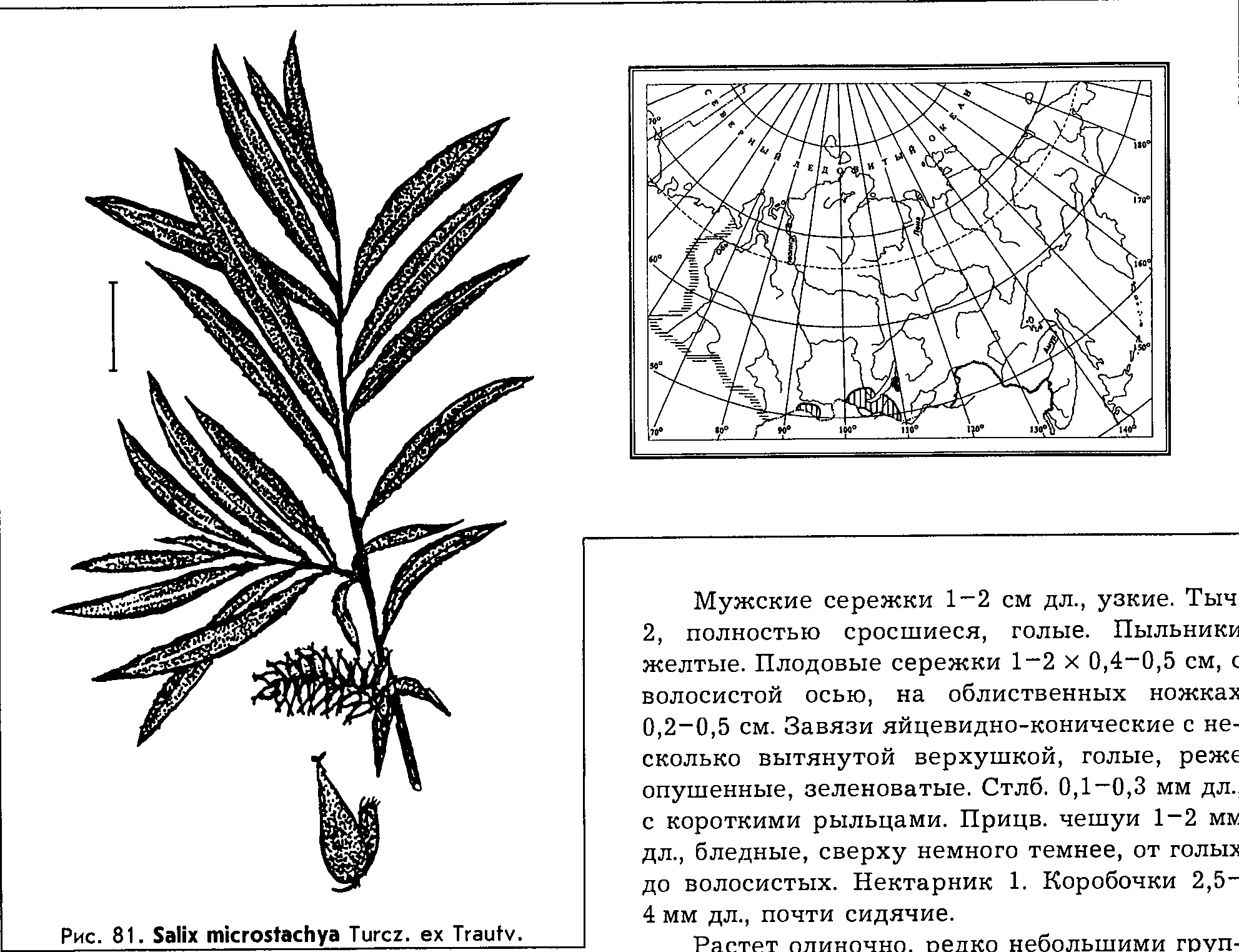 Salix microstachya Turcz. ex Trautv. — Ива мелкосерёжчатая (Д) Salix-23