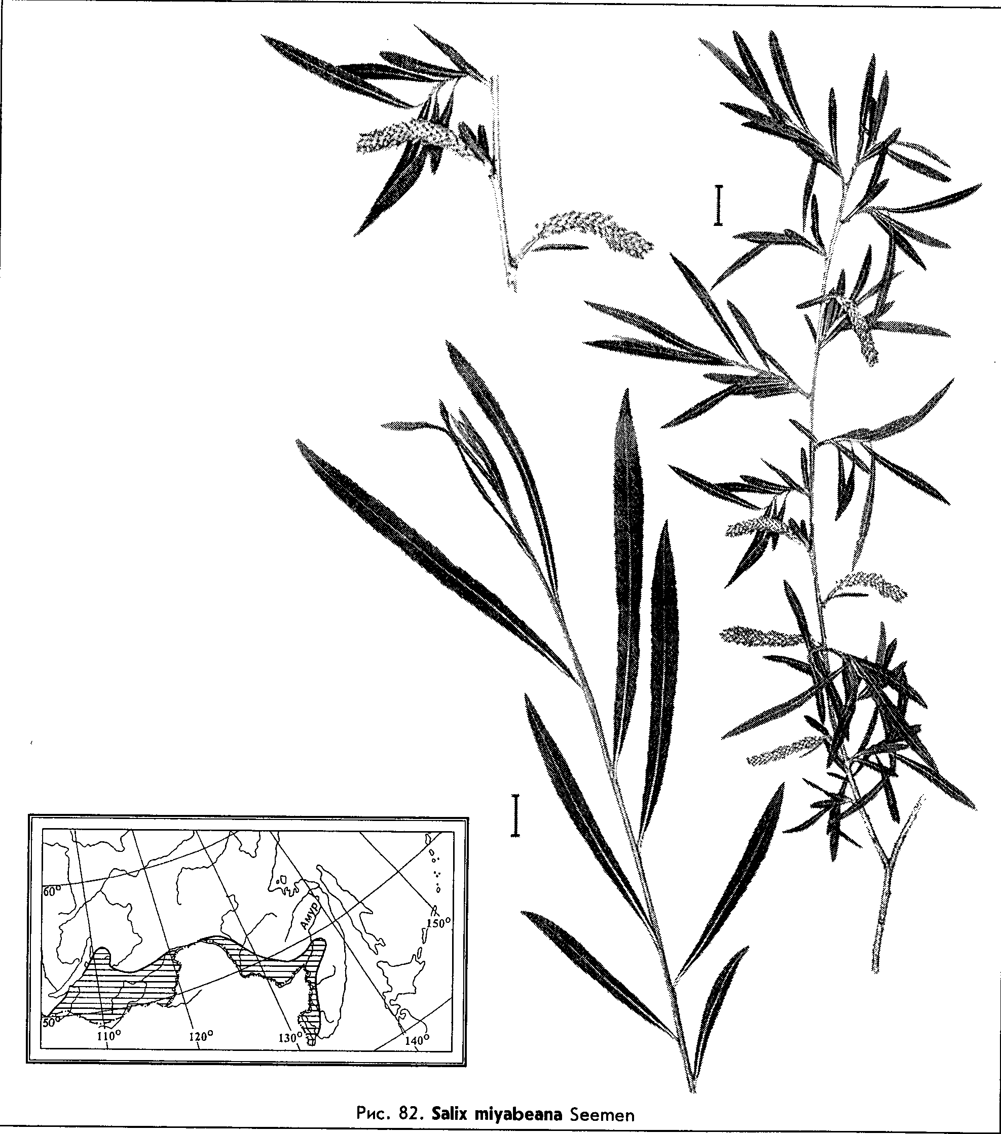 Salix miyabeana Seemen — Ива Мийабе (Ш) Salix-24