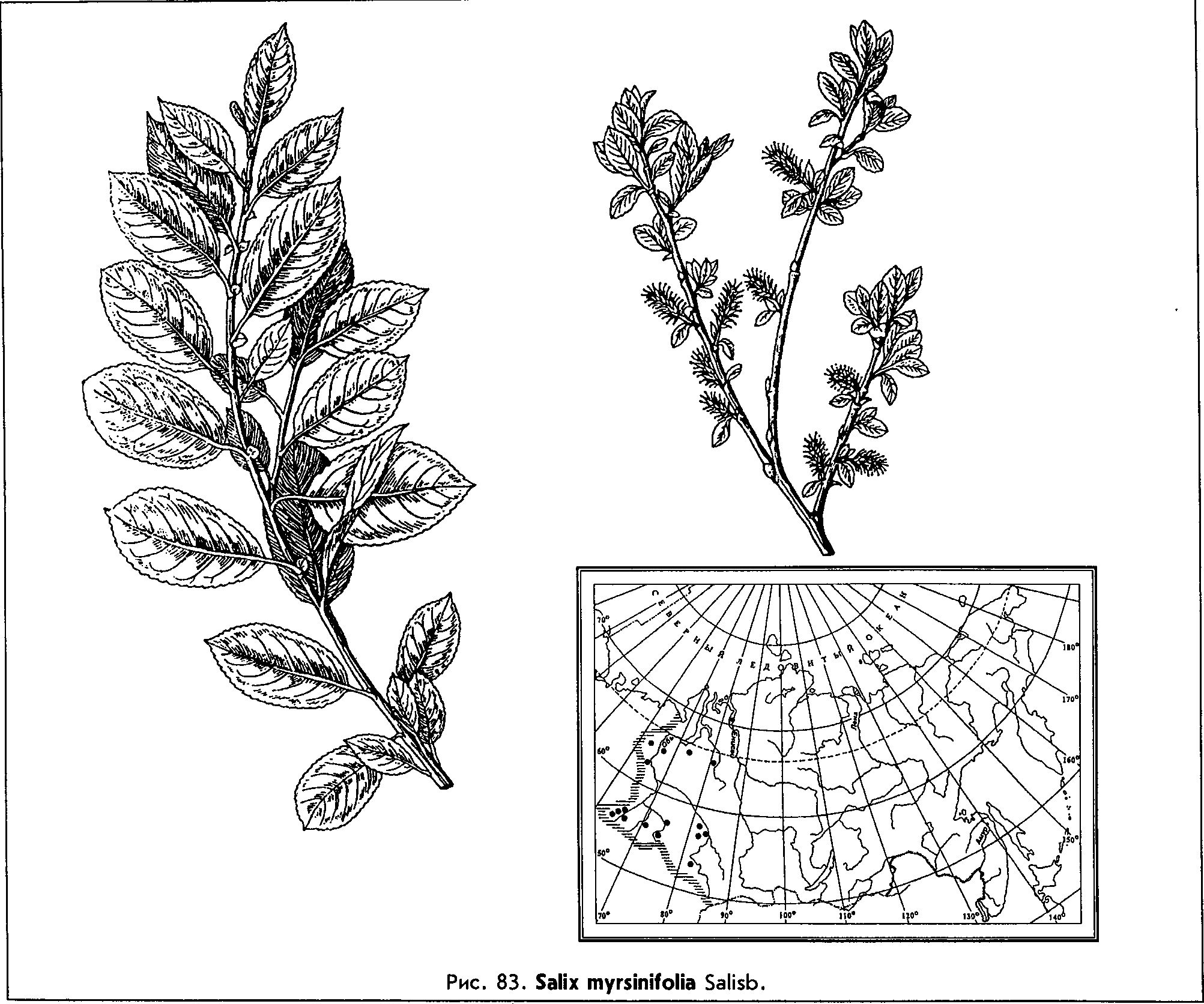 Salix myrsinifolia Salisb. — Ива мирзинолистная Salix-25