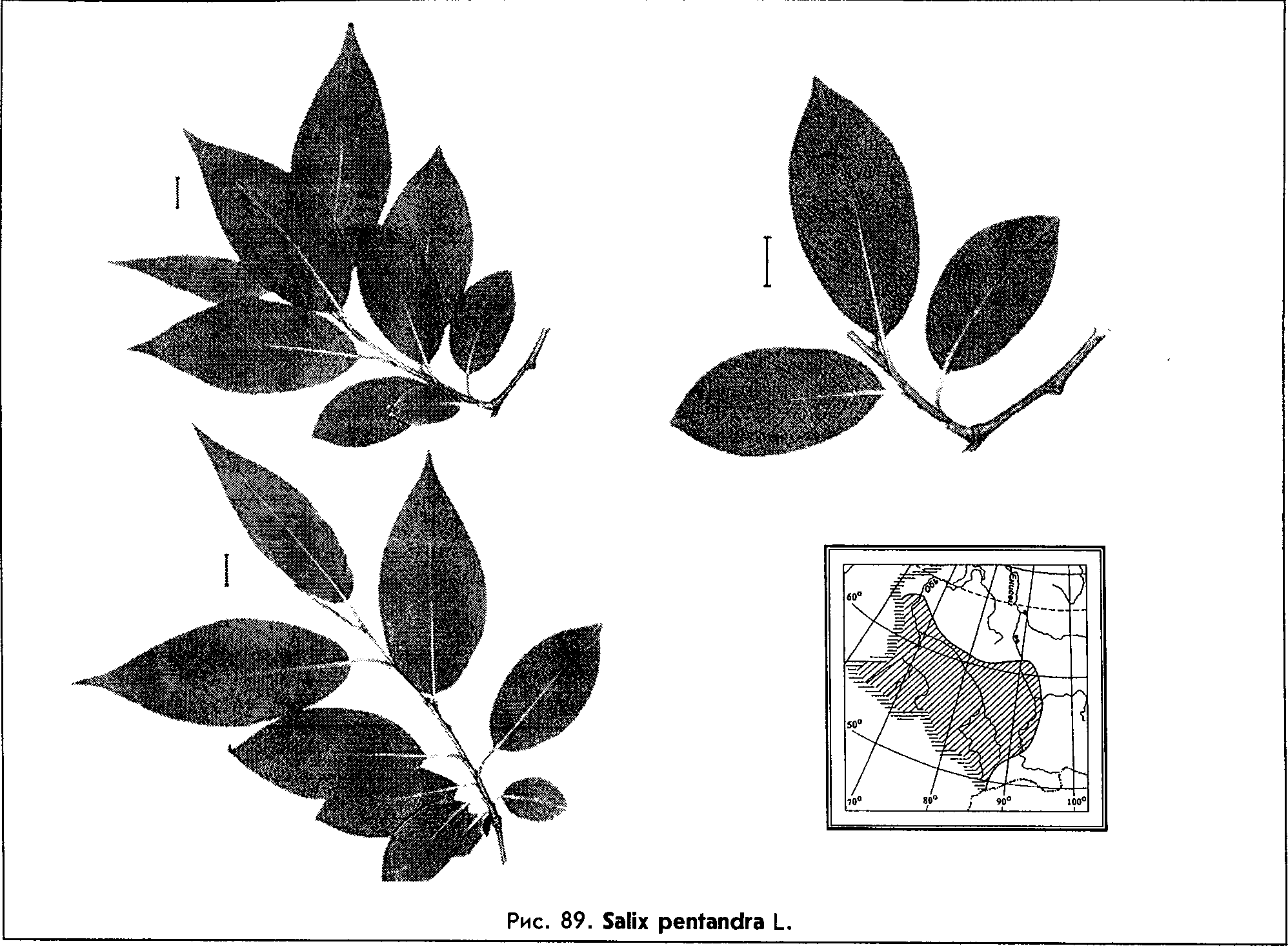 Salix pentandra L. — Ива пятитычинковая, чернотал, чернолоз (Ш) Salix-26