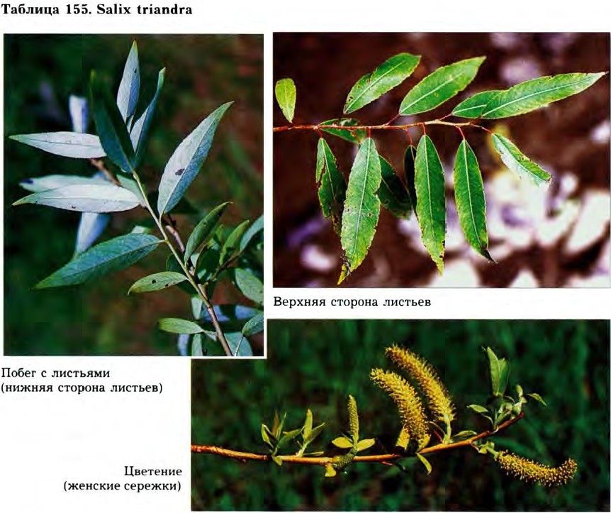Salix triandra L. — Ива трёхтычинковая (Ш) Salix-27