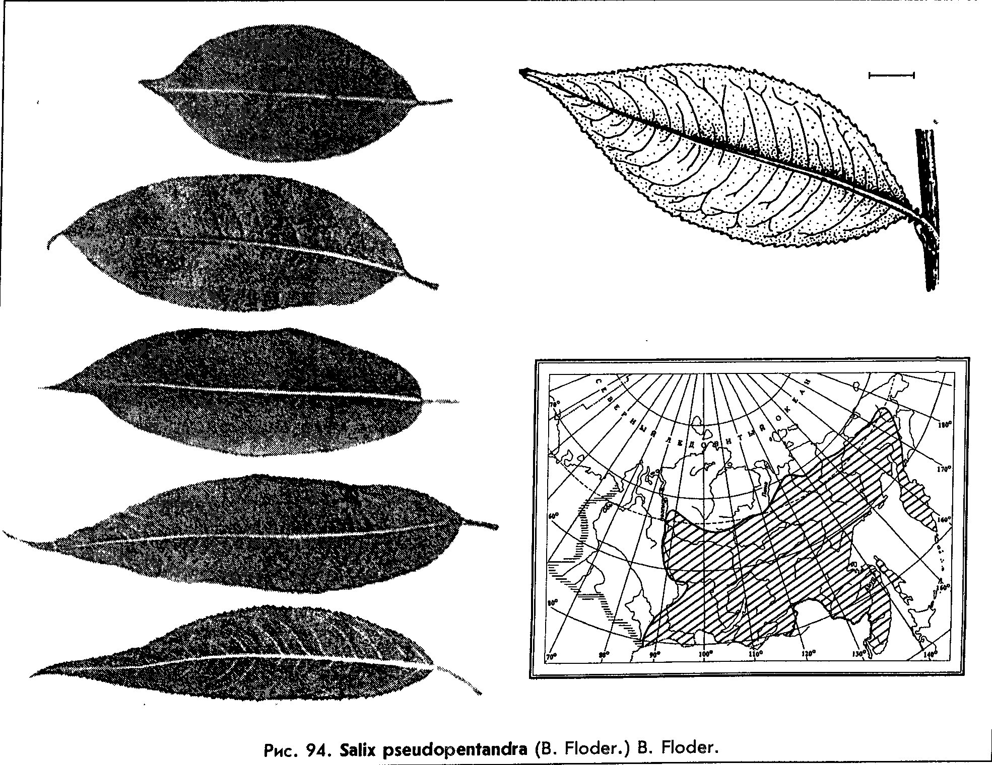 Salix pseudopentandra Flod. L. — Ива ложнопятитычинковая (Ш) Salix-27