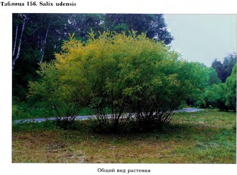 Salix udensis Trautv. et С.A. Mey. — Ива удская (Ш) Salix-28