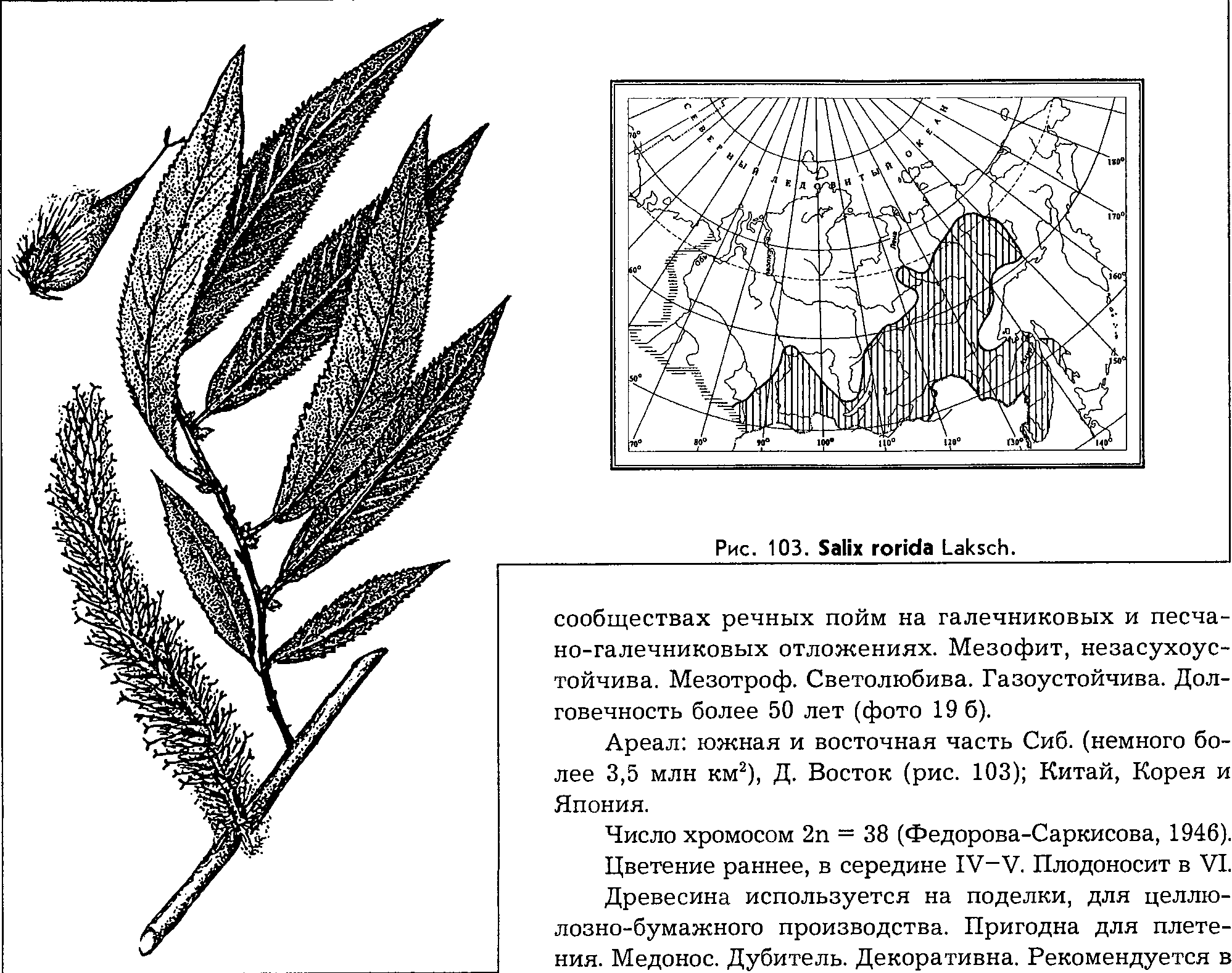 Salix rorida Laksch. — Ива росистая (Ш) Salix-28