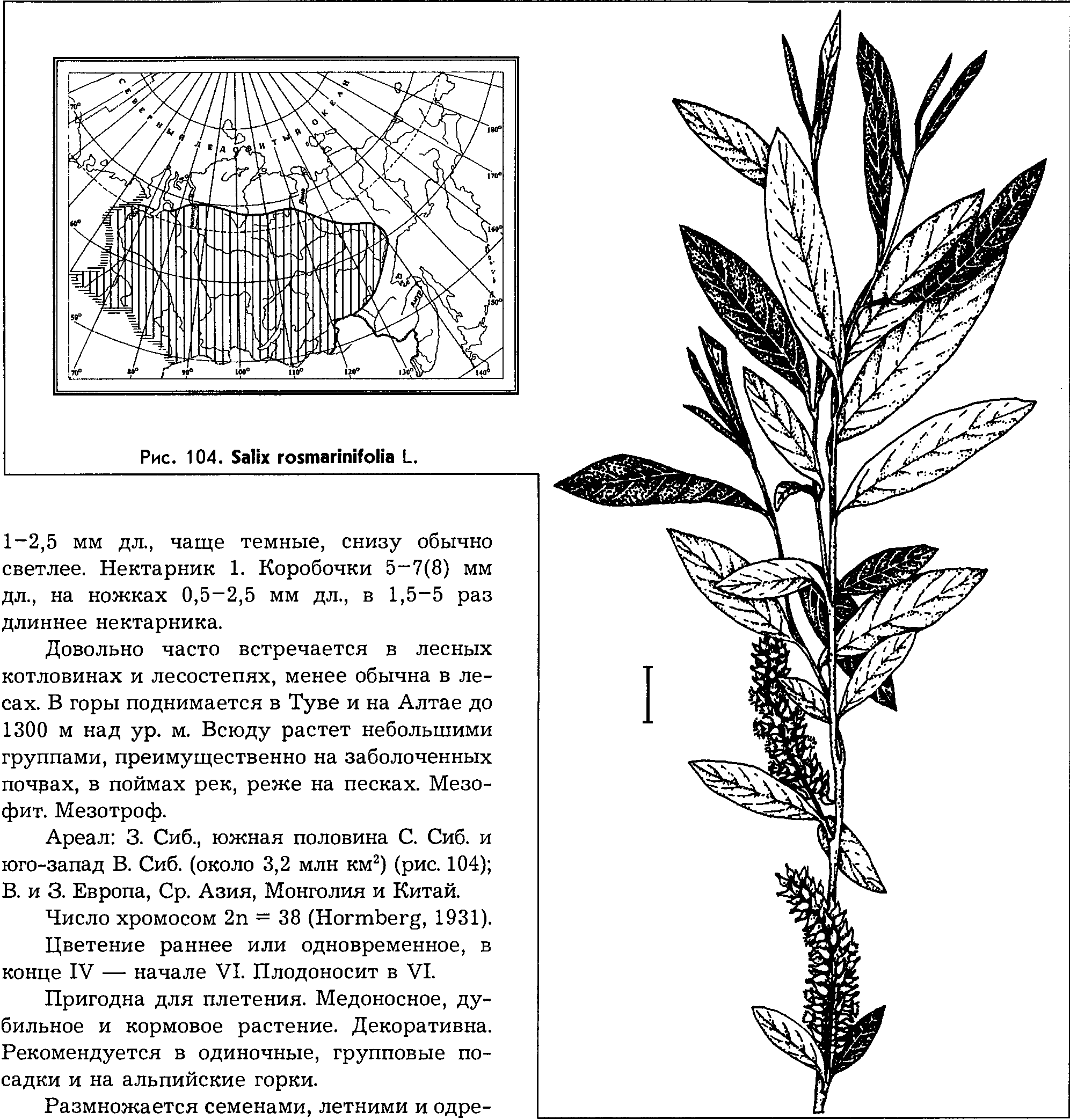 Salix rosmarinifolia L. — Ива розмаринолистная Salix-29