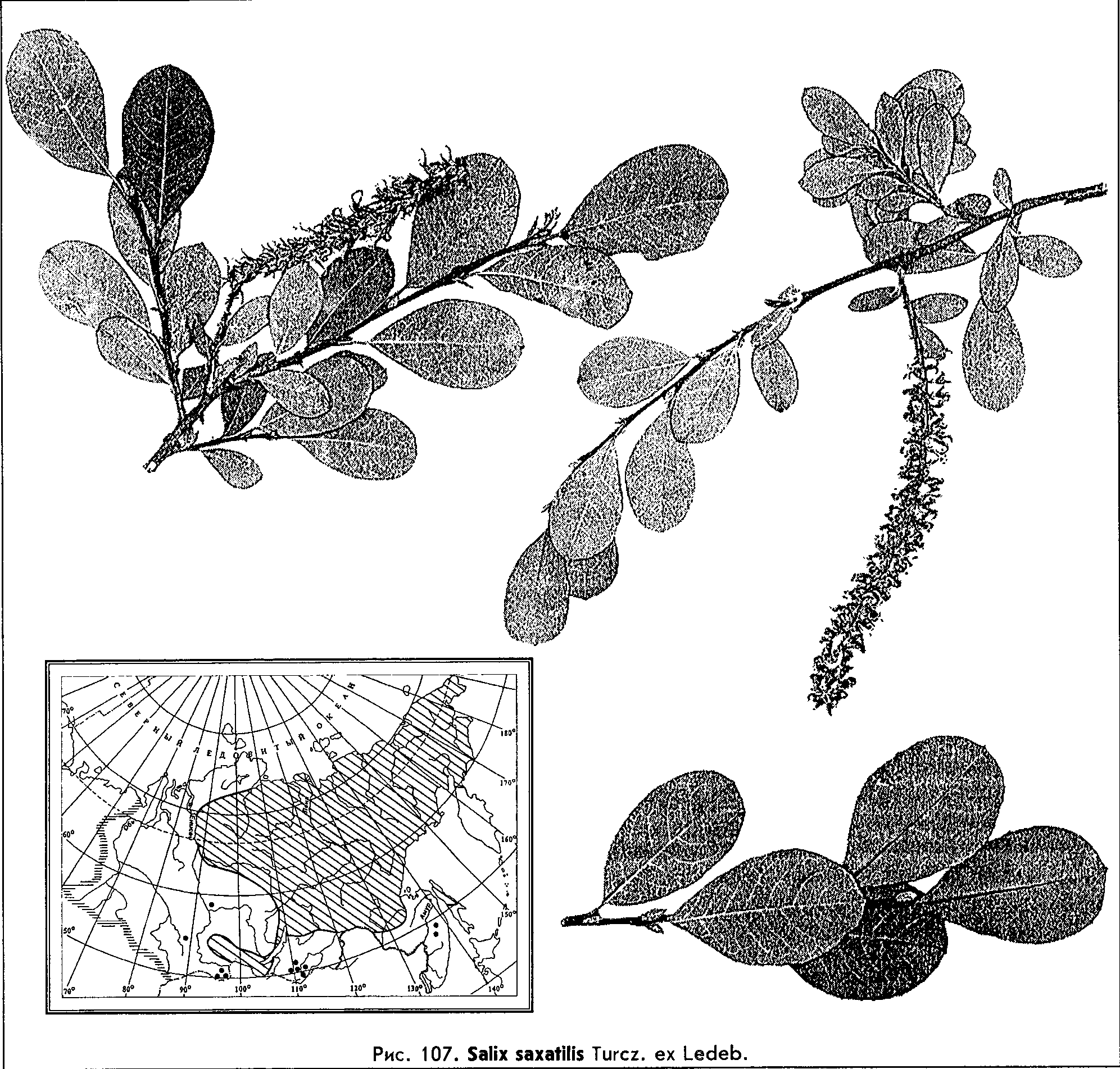 Salix saxatilis Turcz. ex Ledeb. — Ива скальная (Д) Salix-30