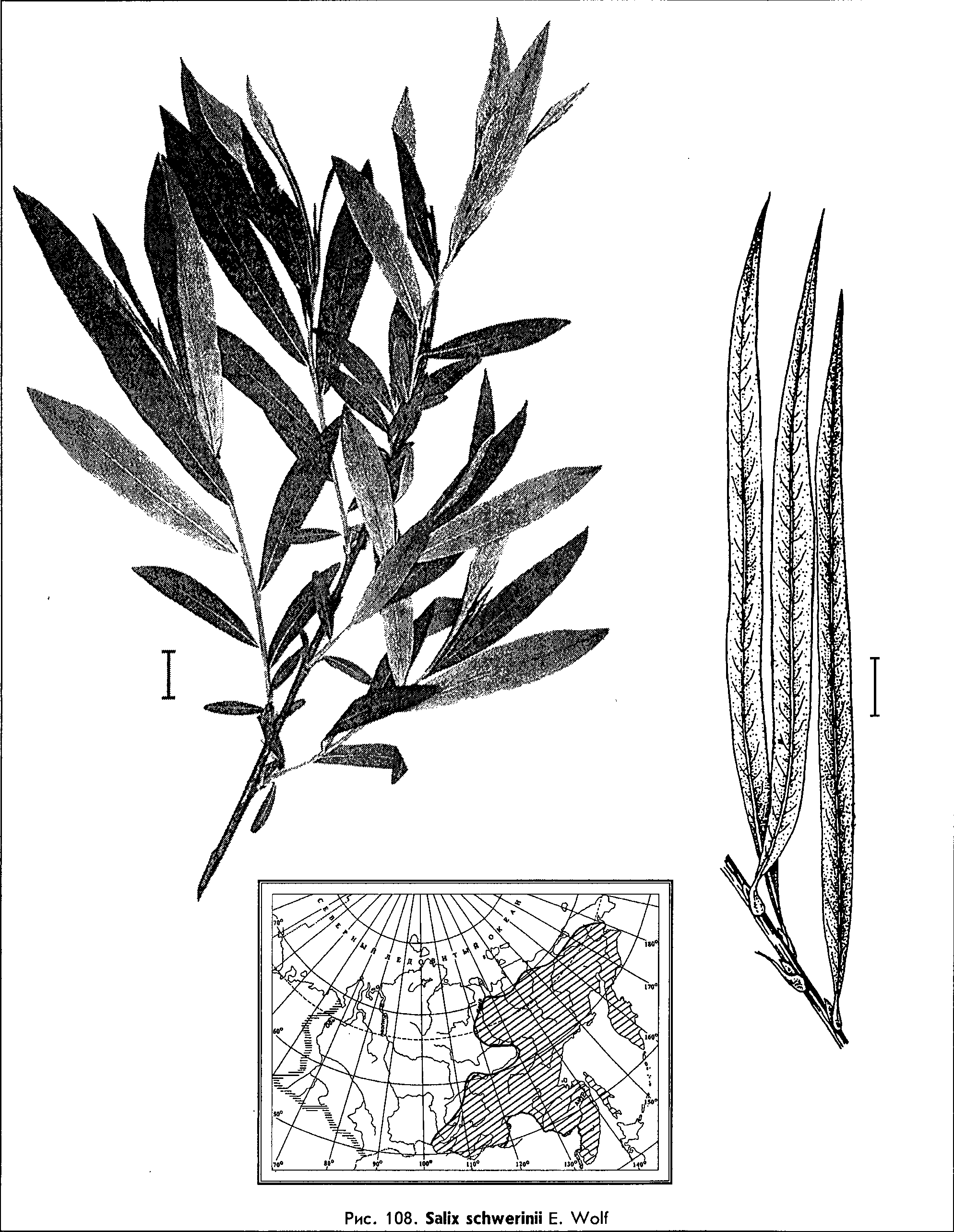 Salix schwerinii E. Wolf — Ива Шверина (Ш) Salix-31