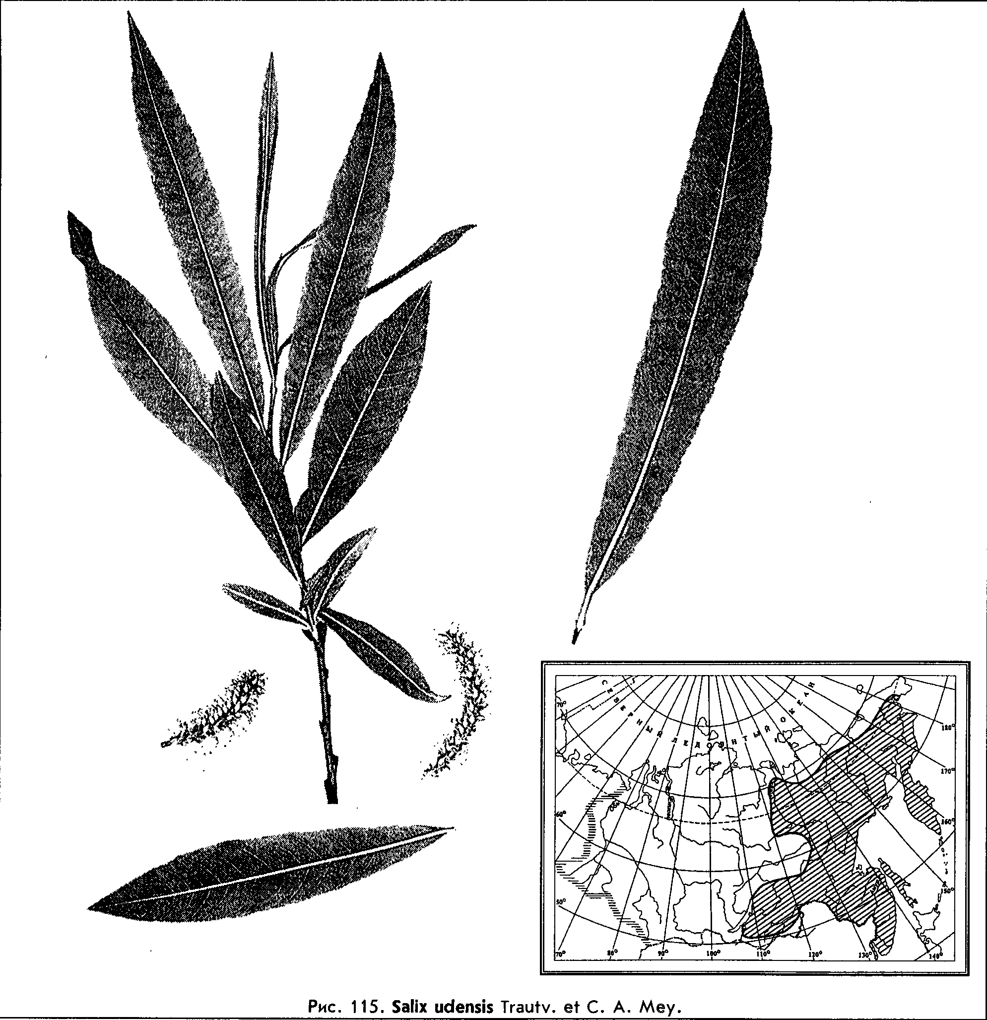 Salix udensis Trautv. et С.A. Mey. — Ива удская (Ш) Salix-33