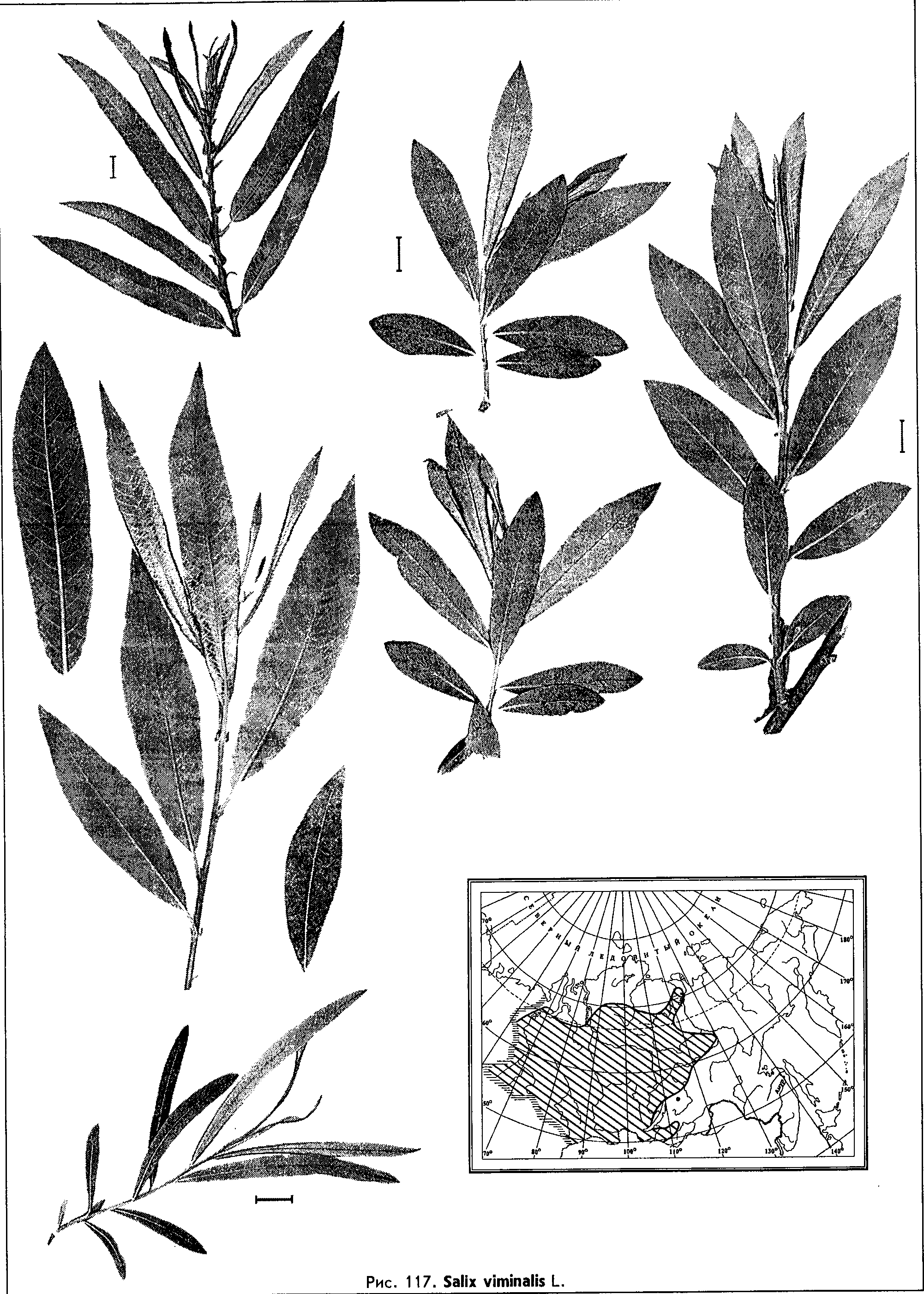 Salix viminalis L. — Ива прутовидная, корзиночная, конопляная (Ш) Salix-34
