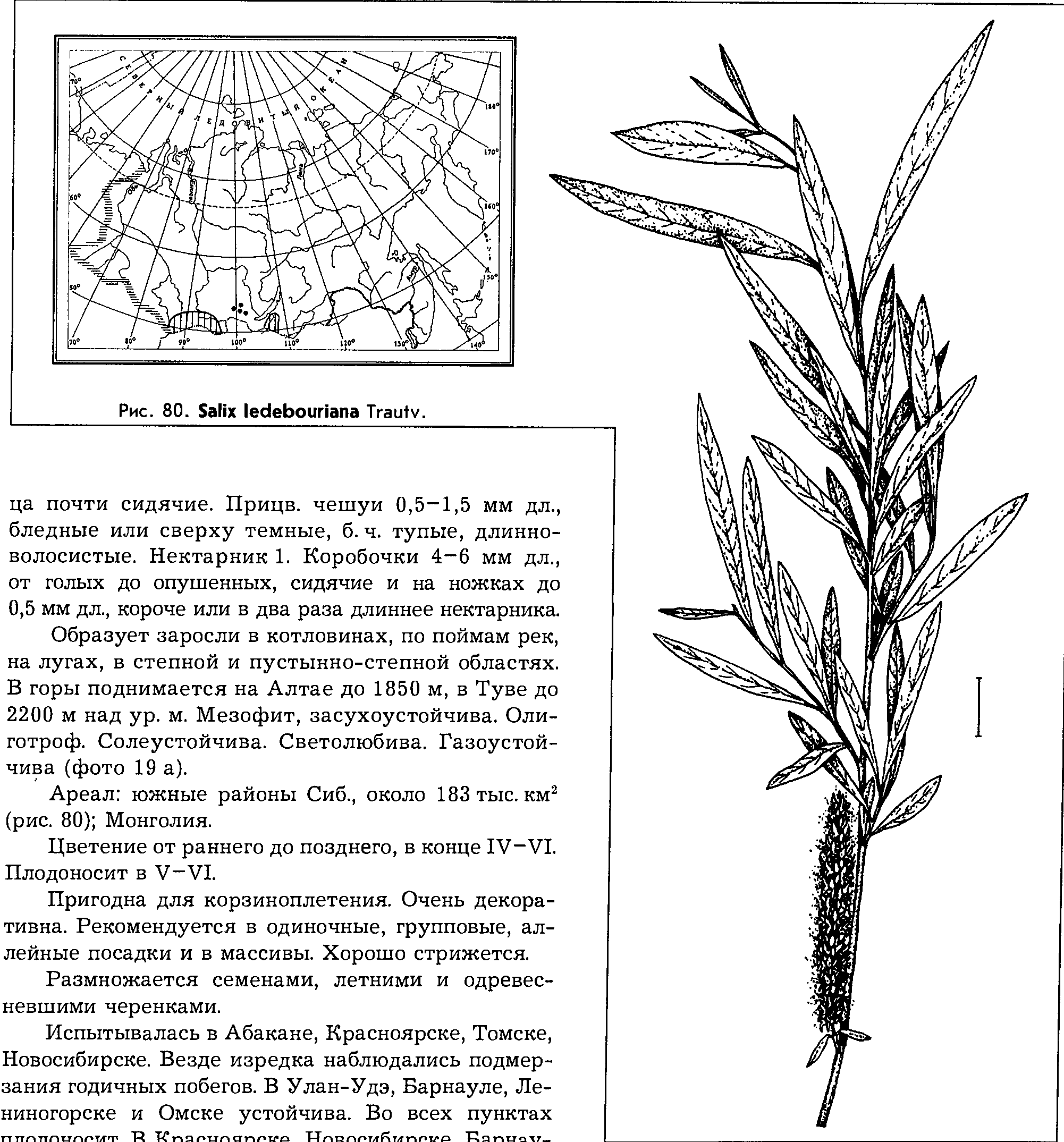 Salix ledebouriana Trautv. — Ива Ледебура (Ш) Salix_10