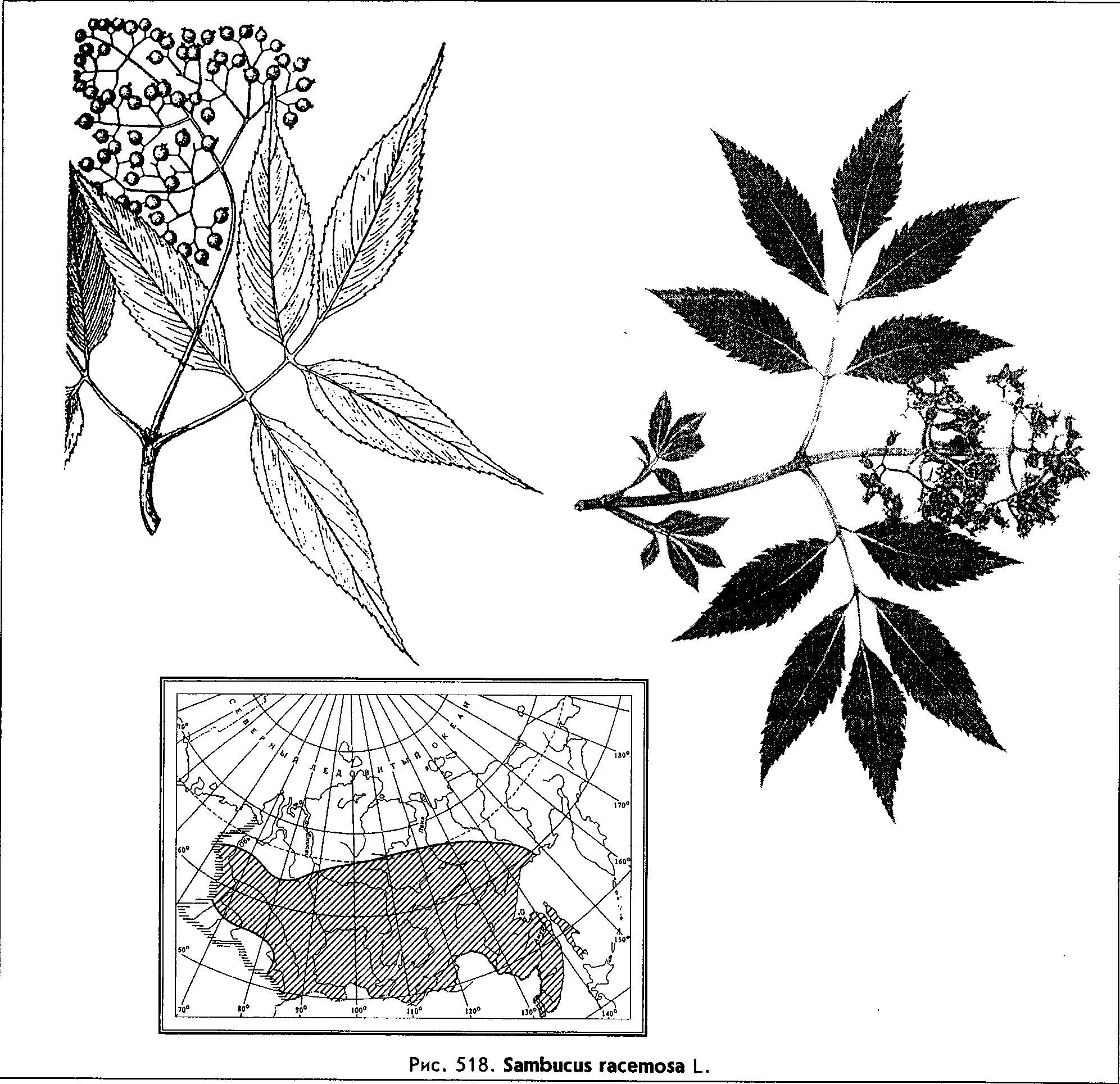 Sambucus racemosa L. (=Sambucus sibirica Nakai) — Бузина обыкновенная, кистистая, сибирская (Ш) Sambuc10