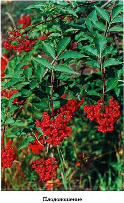 Sambucus racemosa L. (=Sambucus sibirica Nakai) — Бузина обыкновенная, кистистая, сибирская (Ш) Sambuc11