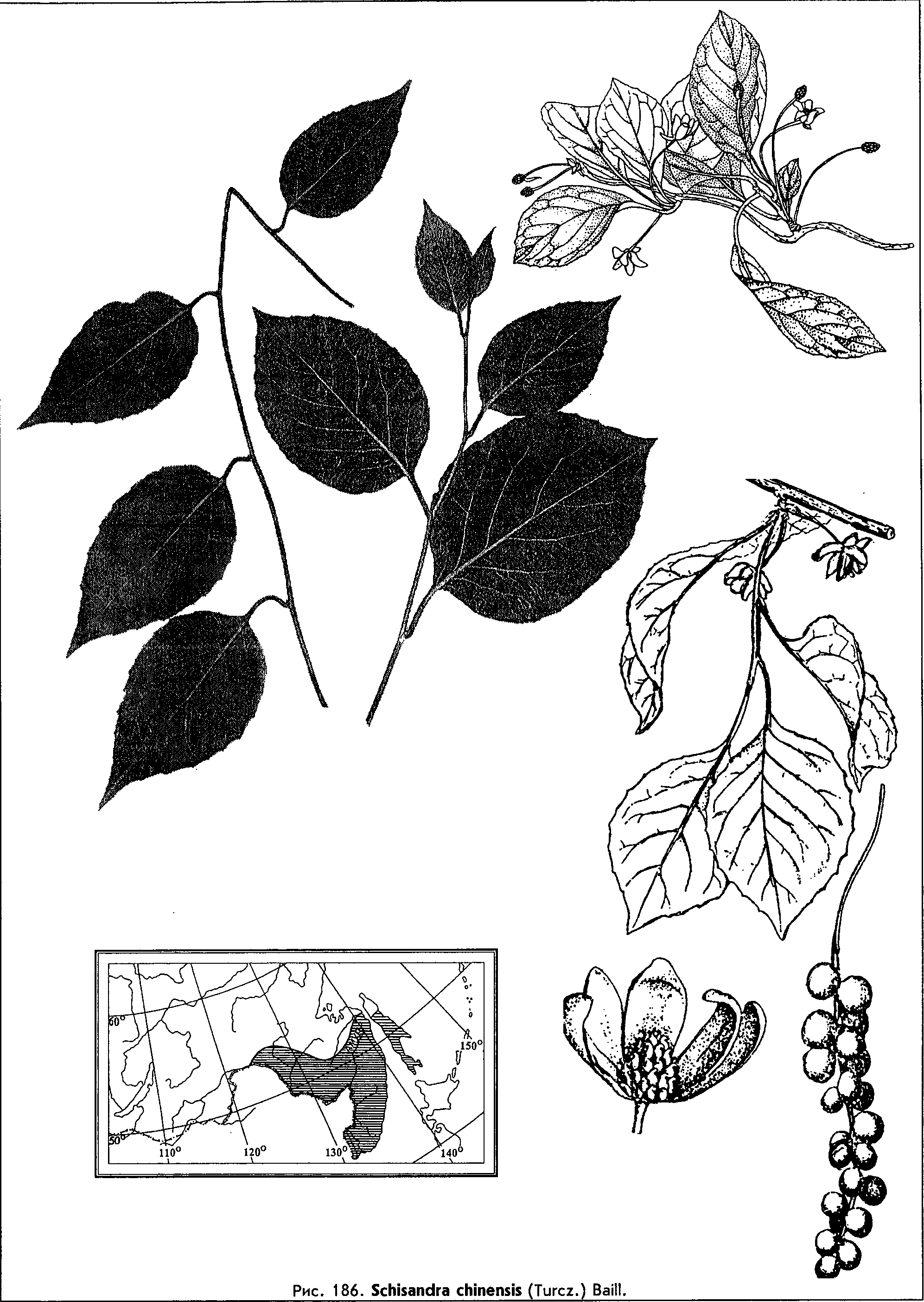 Schisandra chinensis (Turcz.) Baill. — Лимонник китайский (О) Schisa10