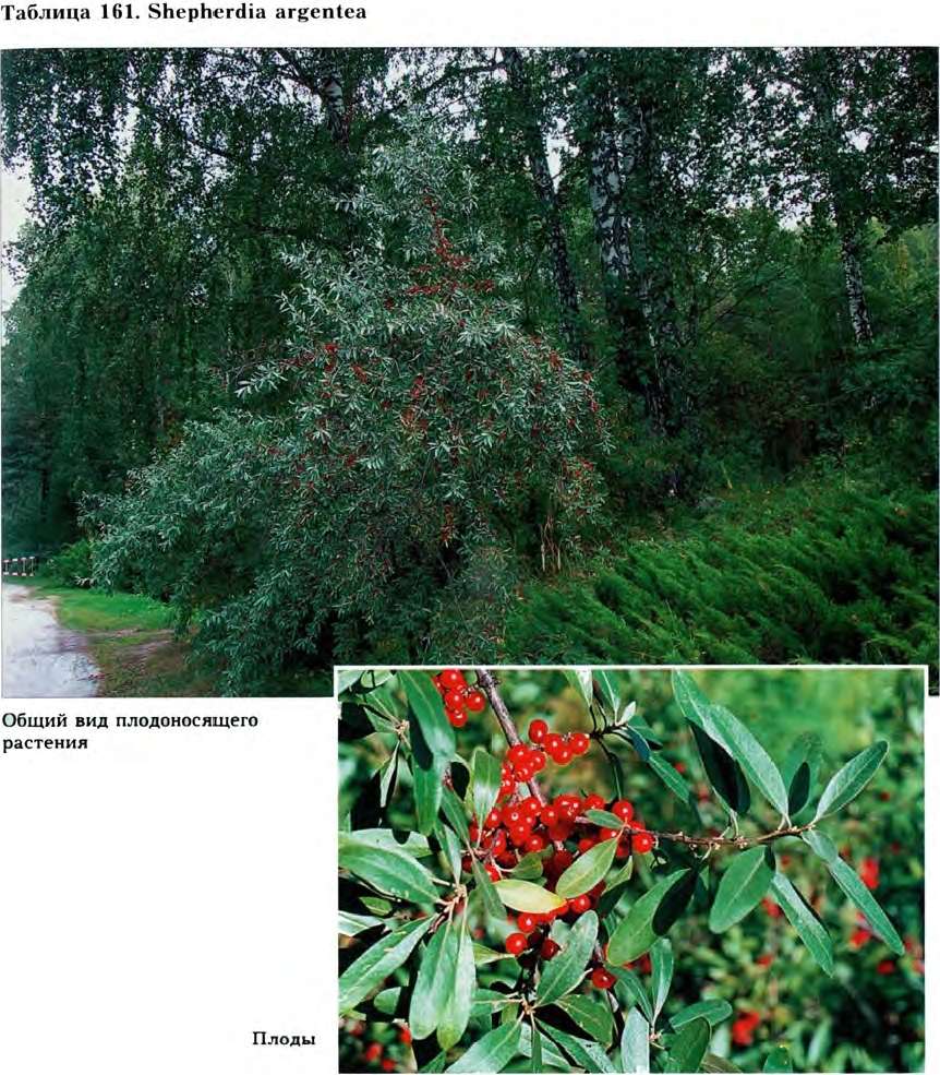 Shepherdia argentea (Pursh) Nutt. — Шефердия серебристая (Д) Shephe10