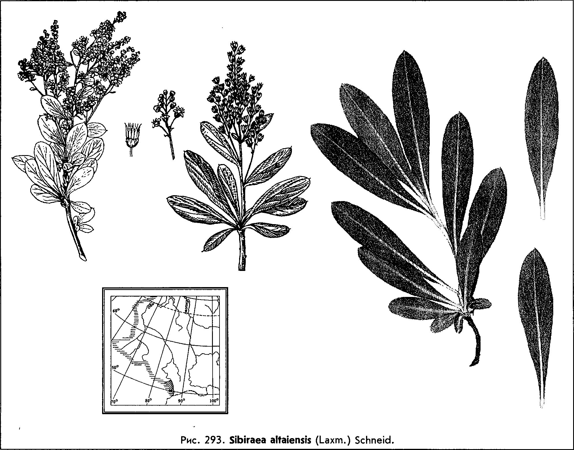 Sibiraea altaiensis (Laxm.) Schneid. — Сибирка алтайская (Д) Sibira10