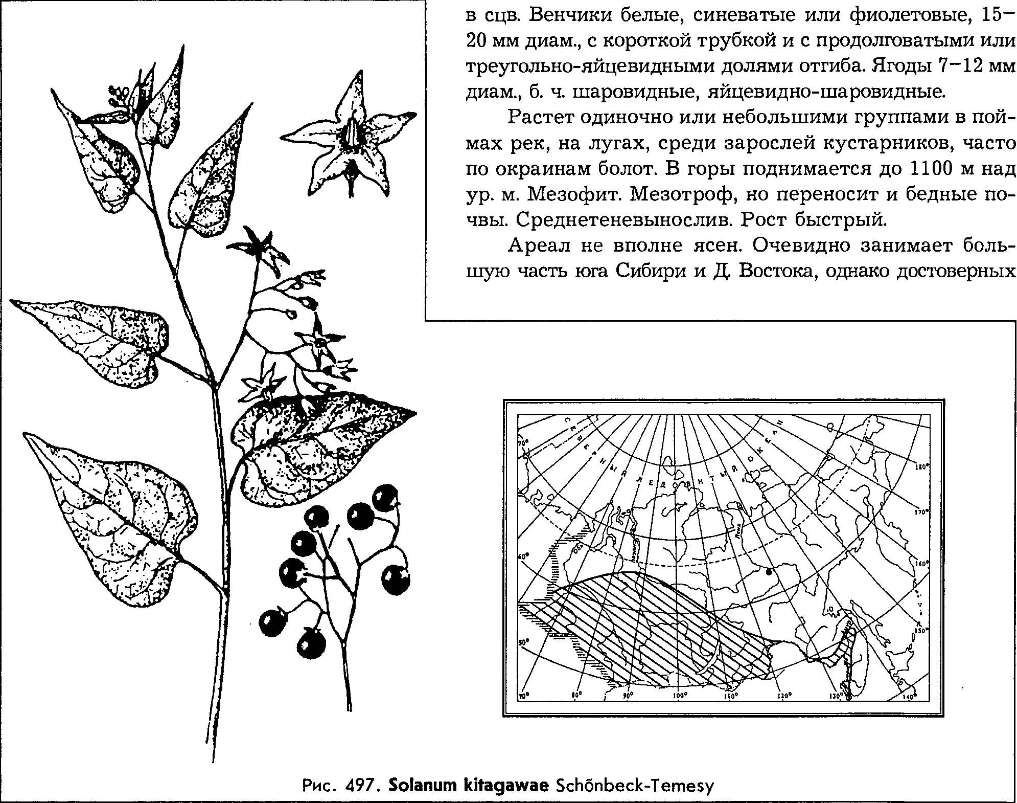 Solanum kitagawae Schnobeck (=Solanum depilatum Kitag.) — Паслён Китагавы (О) Solanu10
