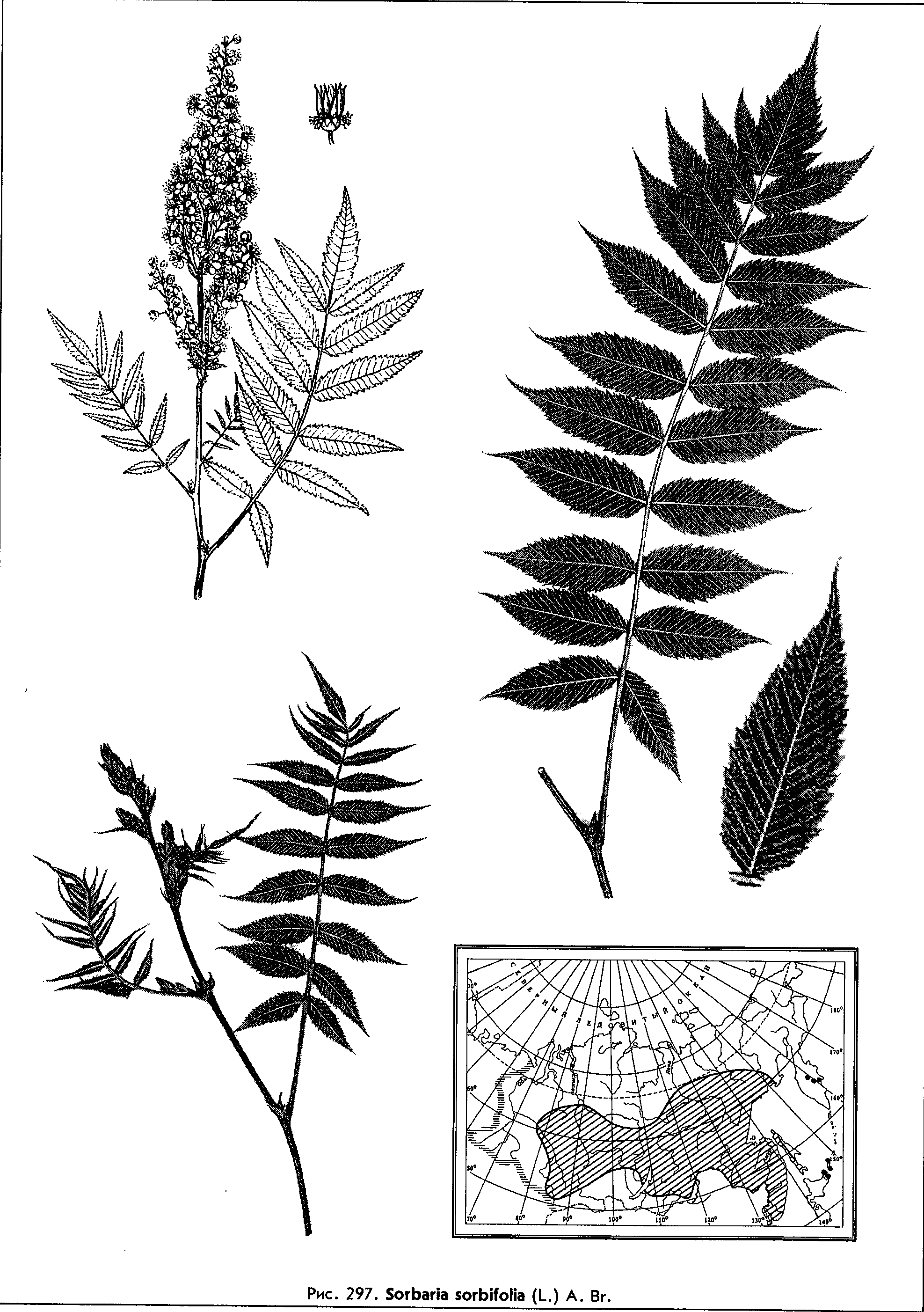 Sorbaria sorbifolia (L.) A. Br. — Рябинник рябинолистный (Ш) Sorbar10