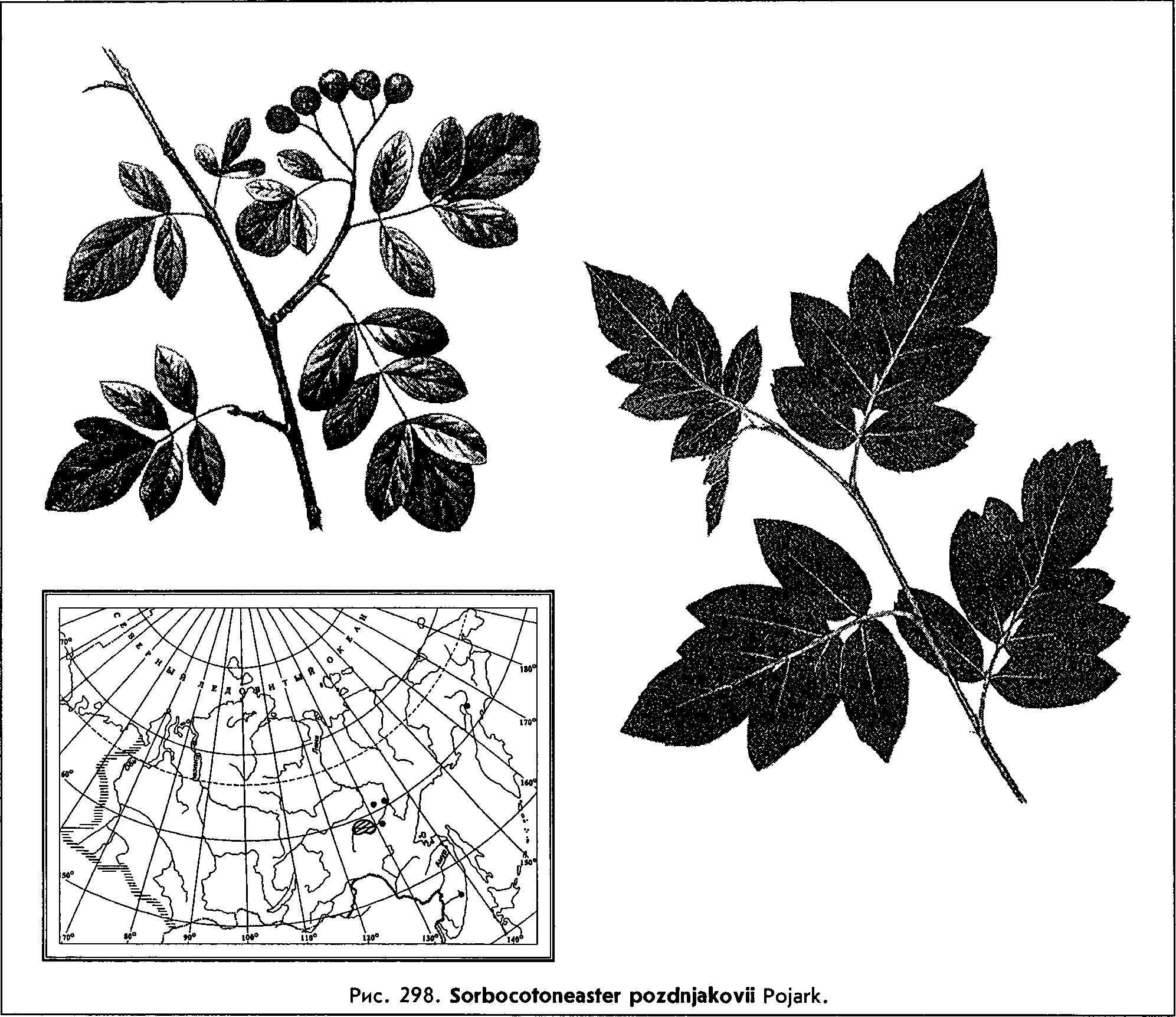 Sorbocotoneaster pozdnjakovii Pojark. — Рябинокизильник Позднякова (Ш) Sorboc10