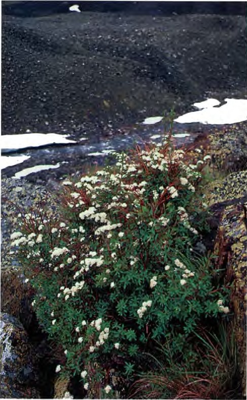 Spiraea alpina Pall. — Спирея альпийская (Д) Spirae11