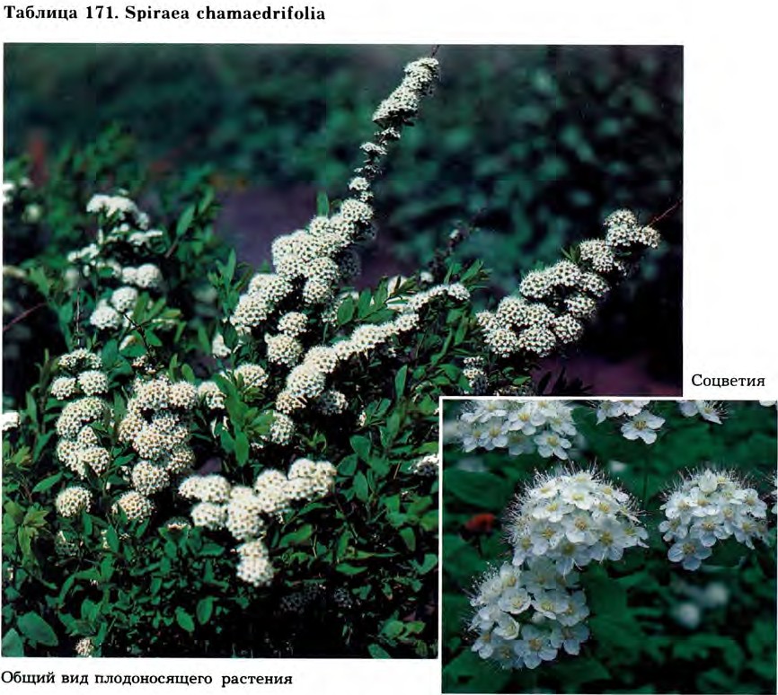 Spiraea chamaedrifolia L. — Спирея дубровколистная (Ш) Spirae13