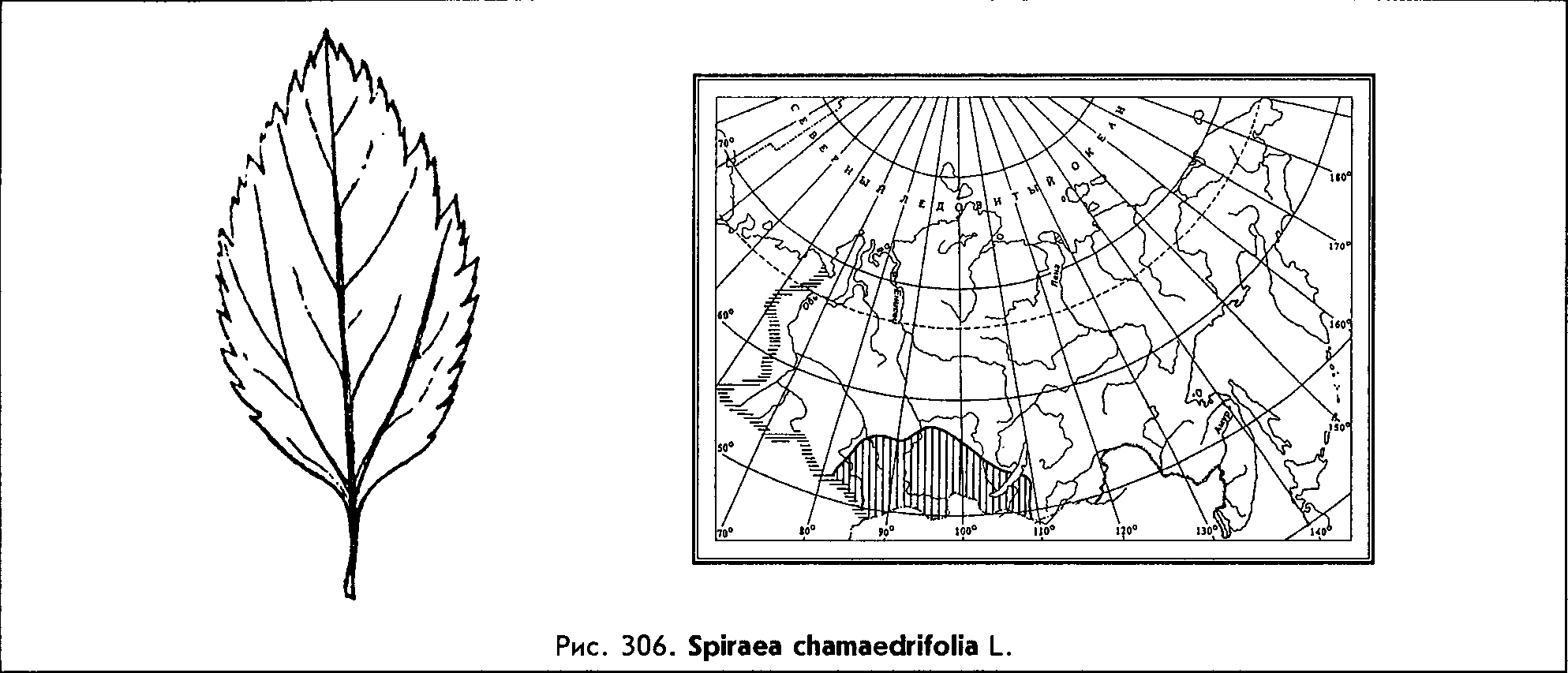 Spiraea chamaedrifolia L. — Спирея дубровколистная (Ш) Spirae13