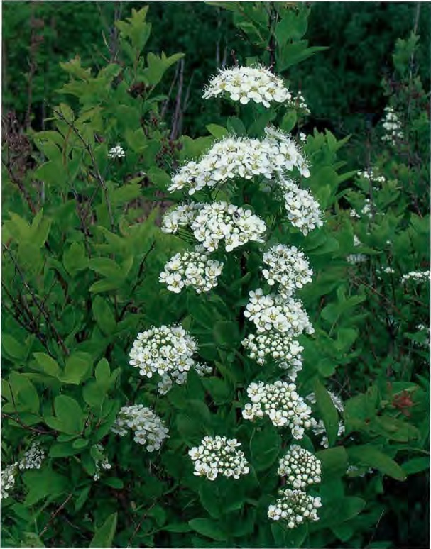 Spiraea crenata L. — Спирея городчатая (Ш) Spirae14