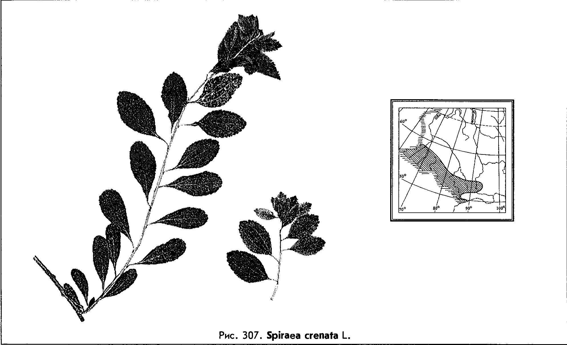 Spiraea crenata L. — Спирея городчатая (Ш) Spirae14