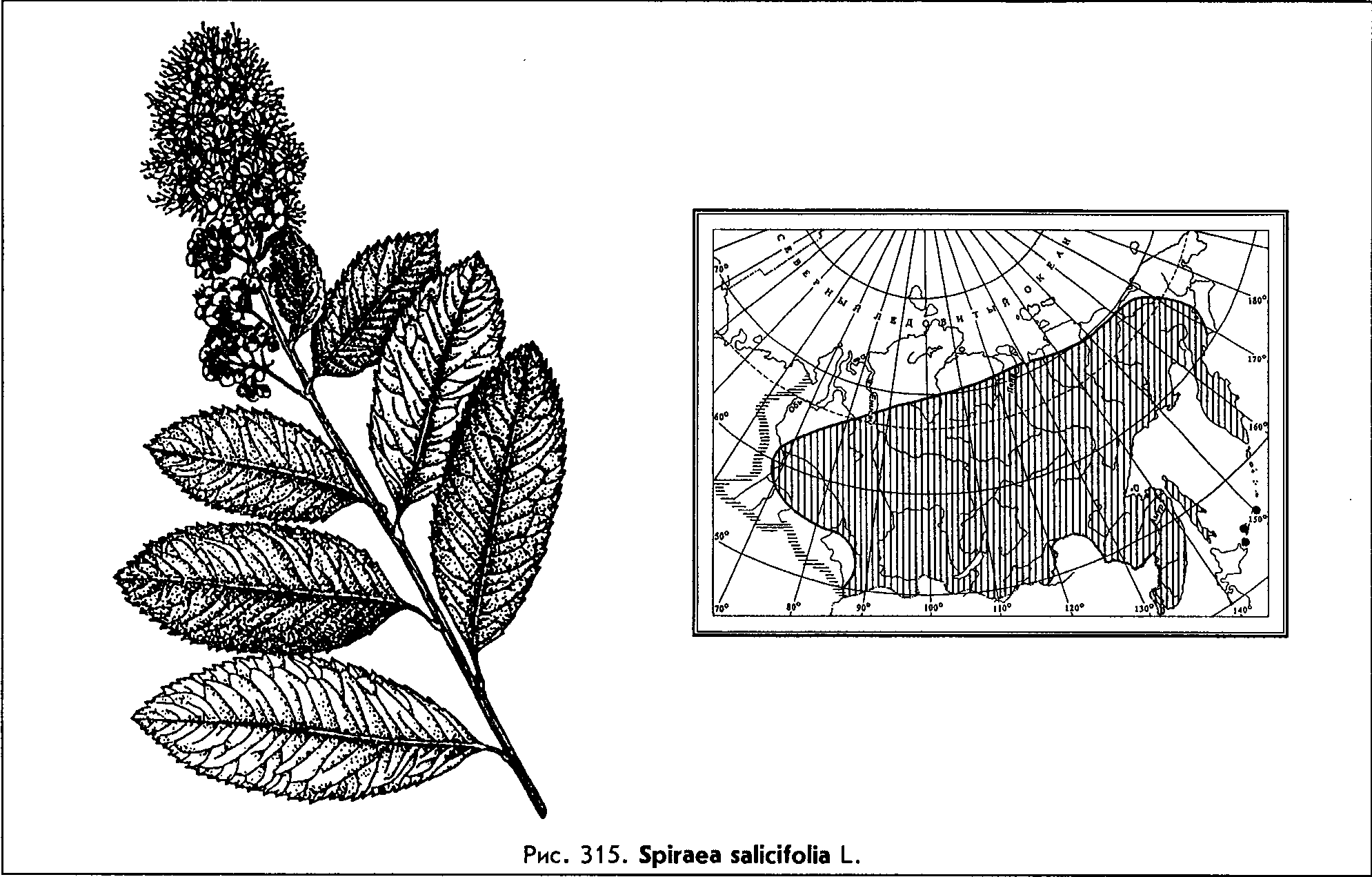 Spiraea salicifolia L. — Спирея иволистная (Д) Spirae18